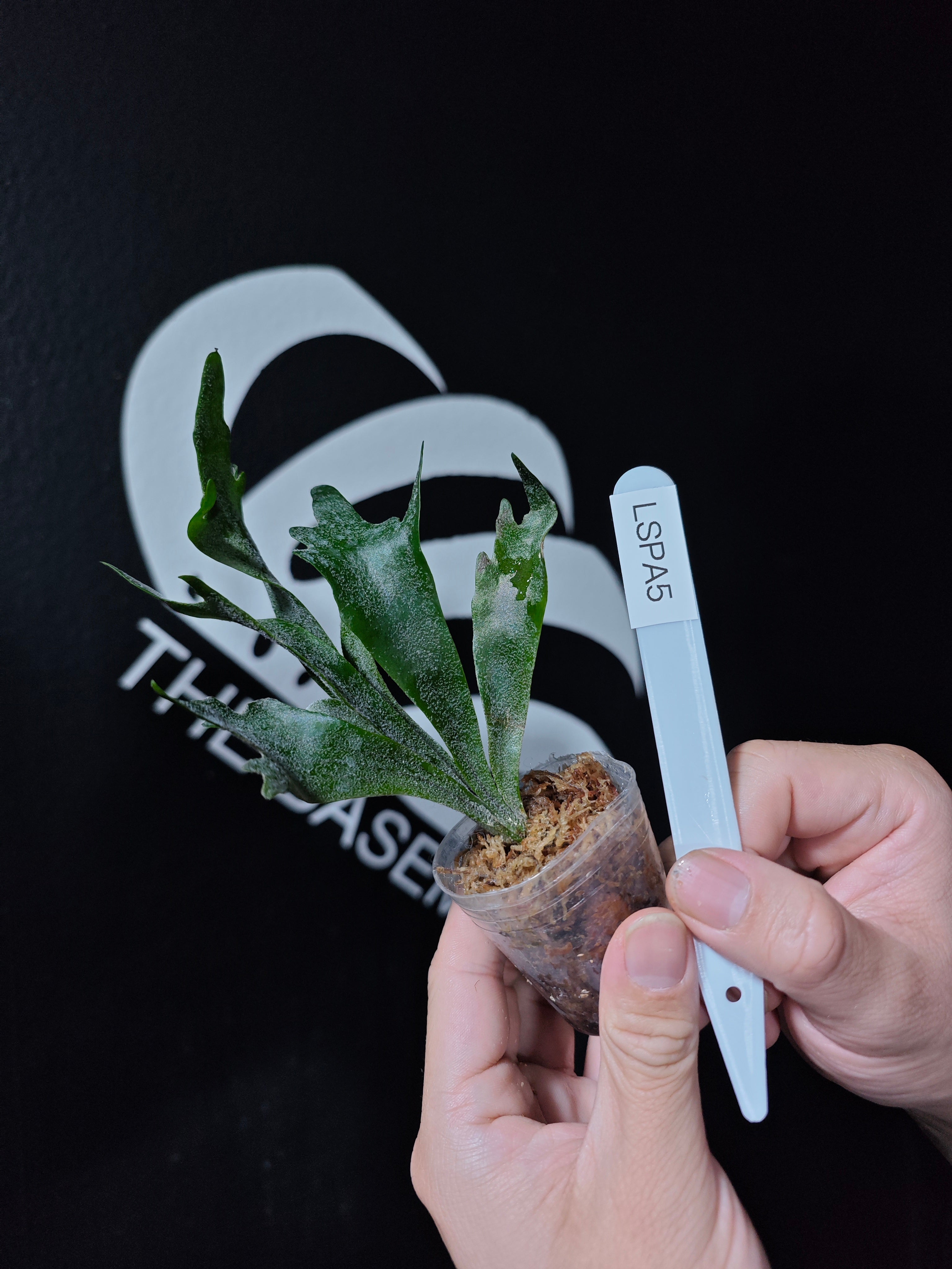 Platycerium Willinckii Spur 