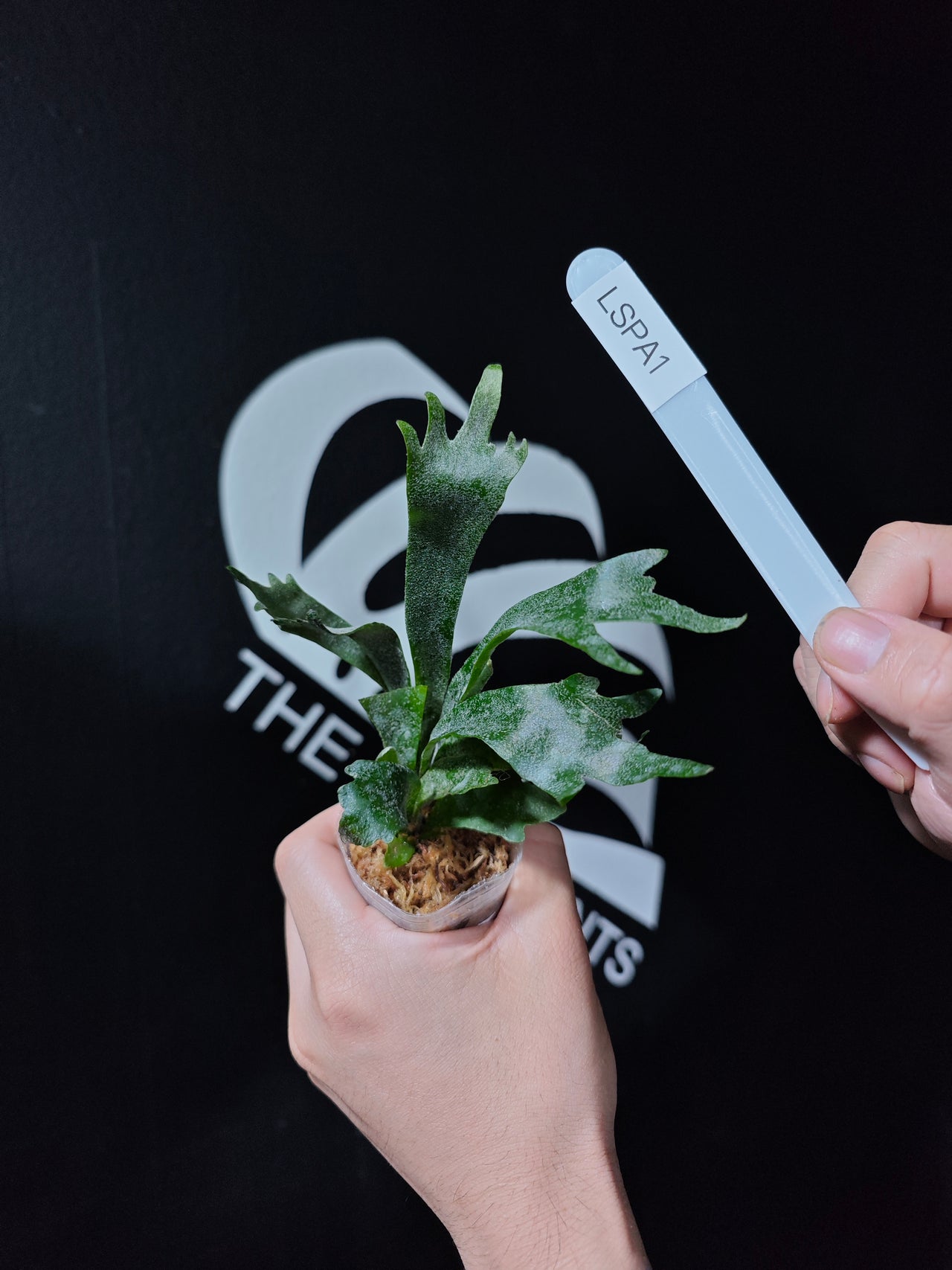 Platycerium Willinckii Spur "Robin"