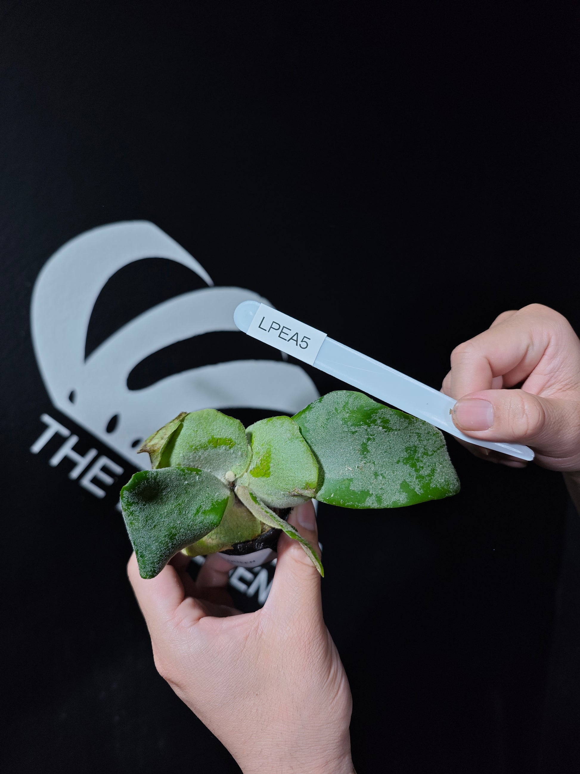 Platycerium Willinckii Pearl Queen Sporeling Selected - thebasements.com