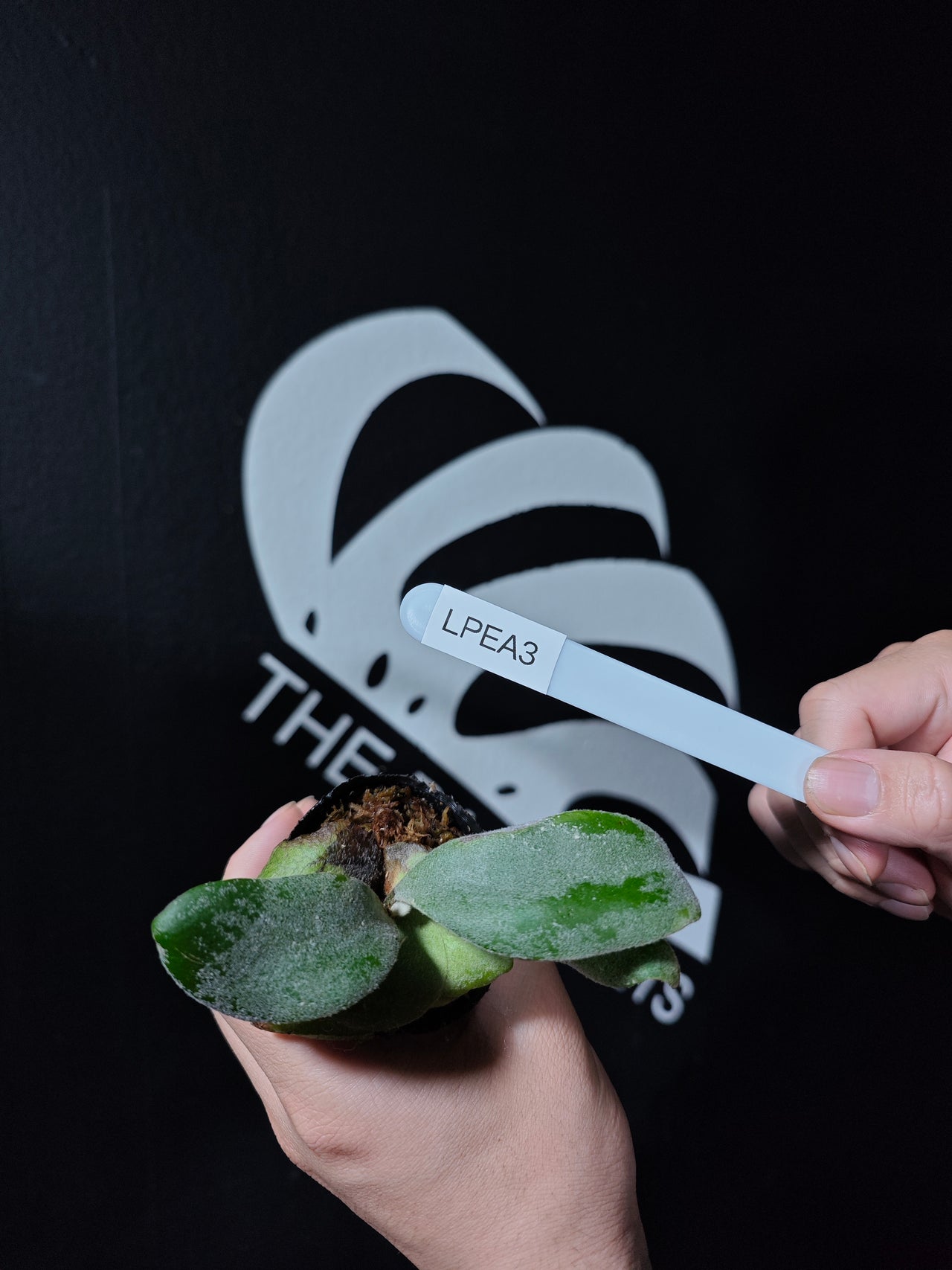 Platycerium Willinckii Pearl Queen Sporeling Selected - thebasements.com