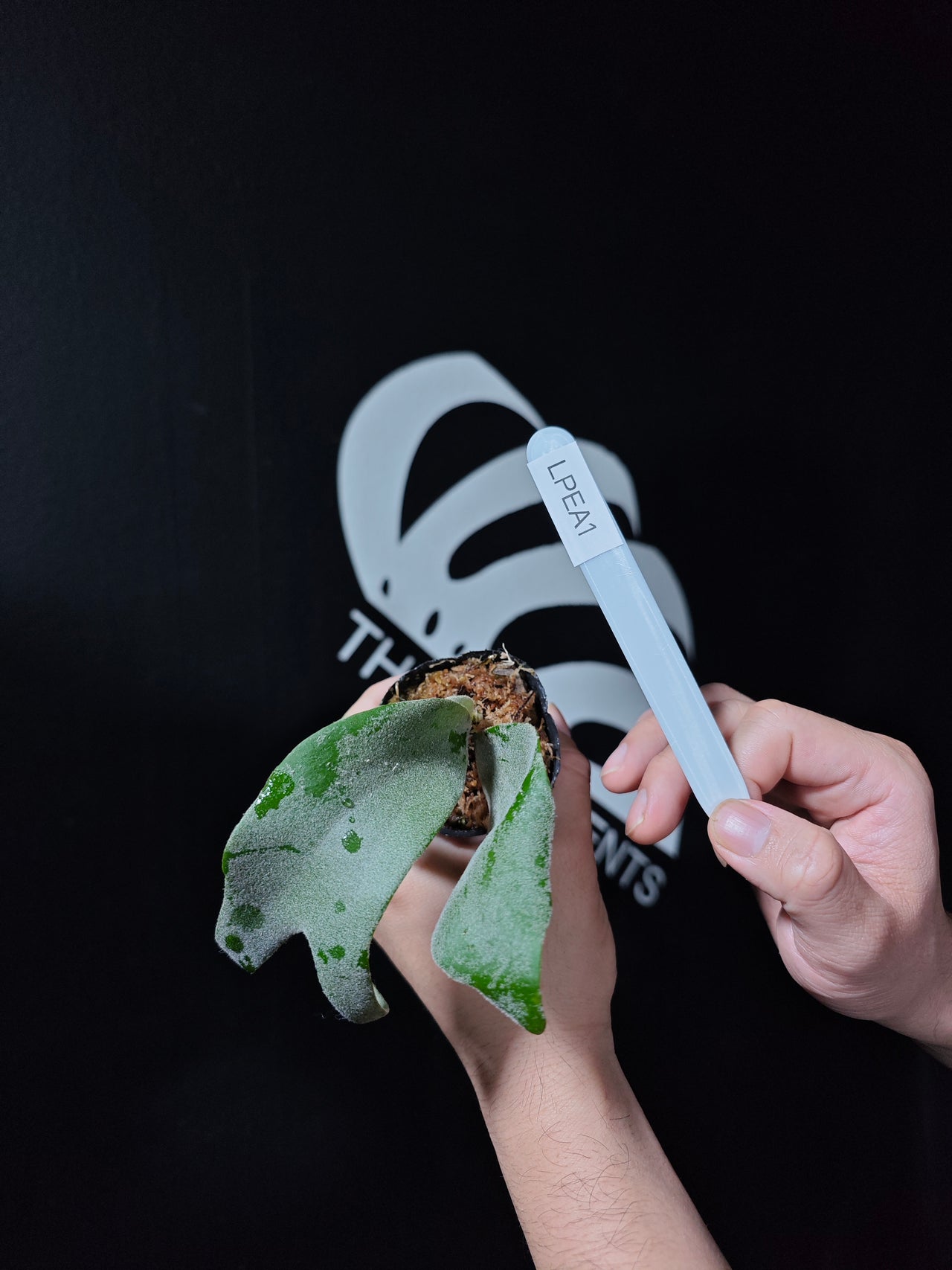 Platycerium Willinckii Pearl Queen Sporeling Selected