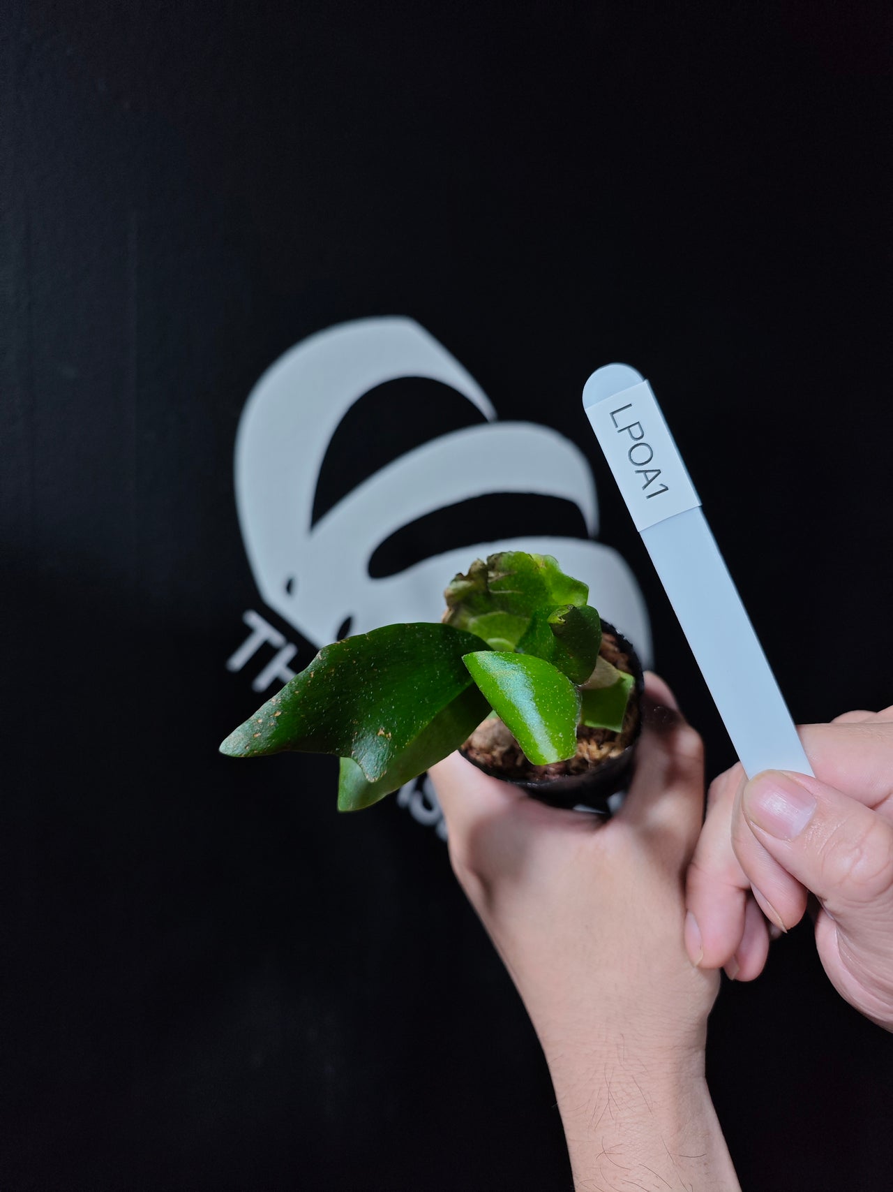 Platycerium Bifurcatum Popcorn