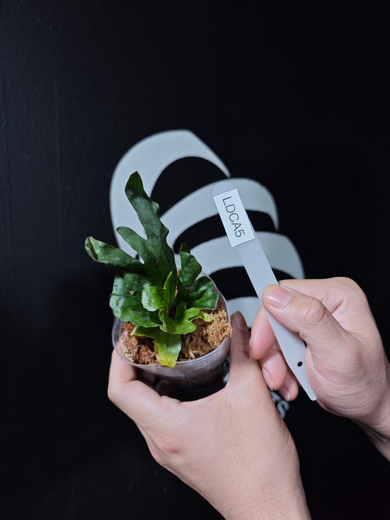 Platycerium Wandae Dwarf