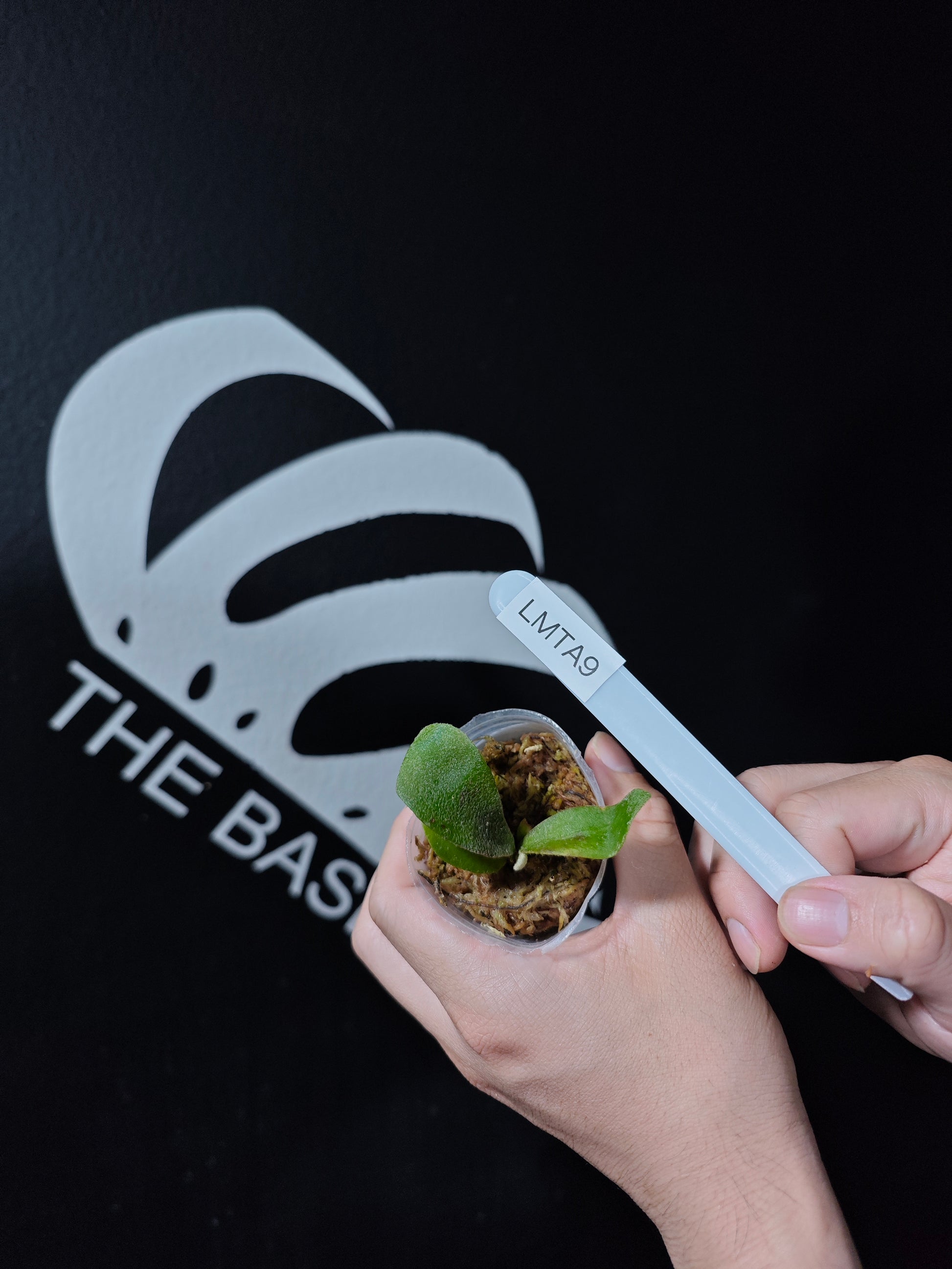 Platycerium Hakuna Matata - thebasements.com