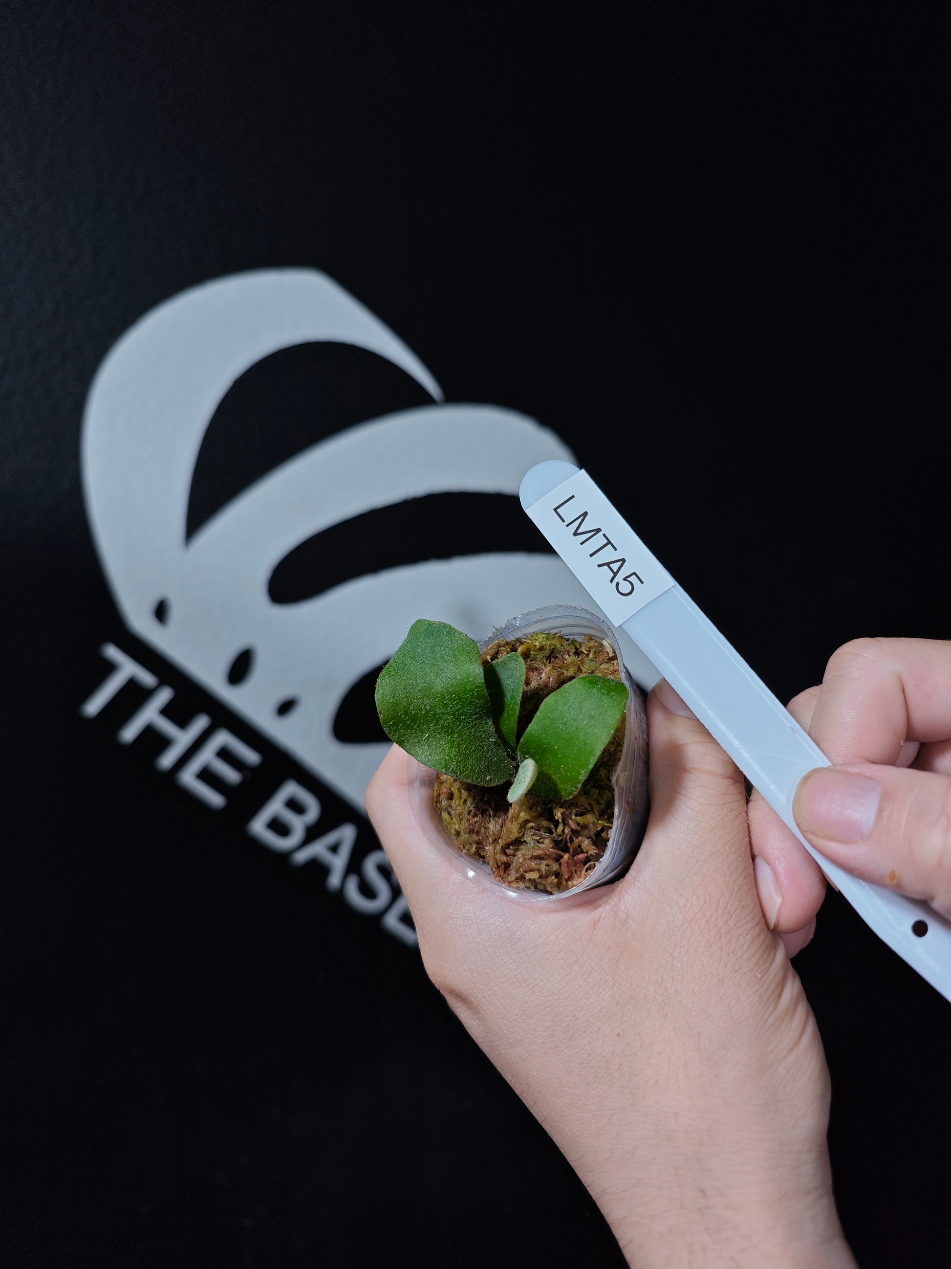 Platycerium Hakuna Matata - thebasements.com