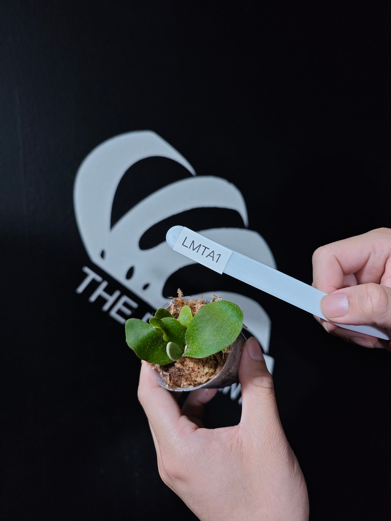 Platycerium Hakuna Matata