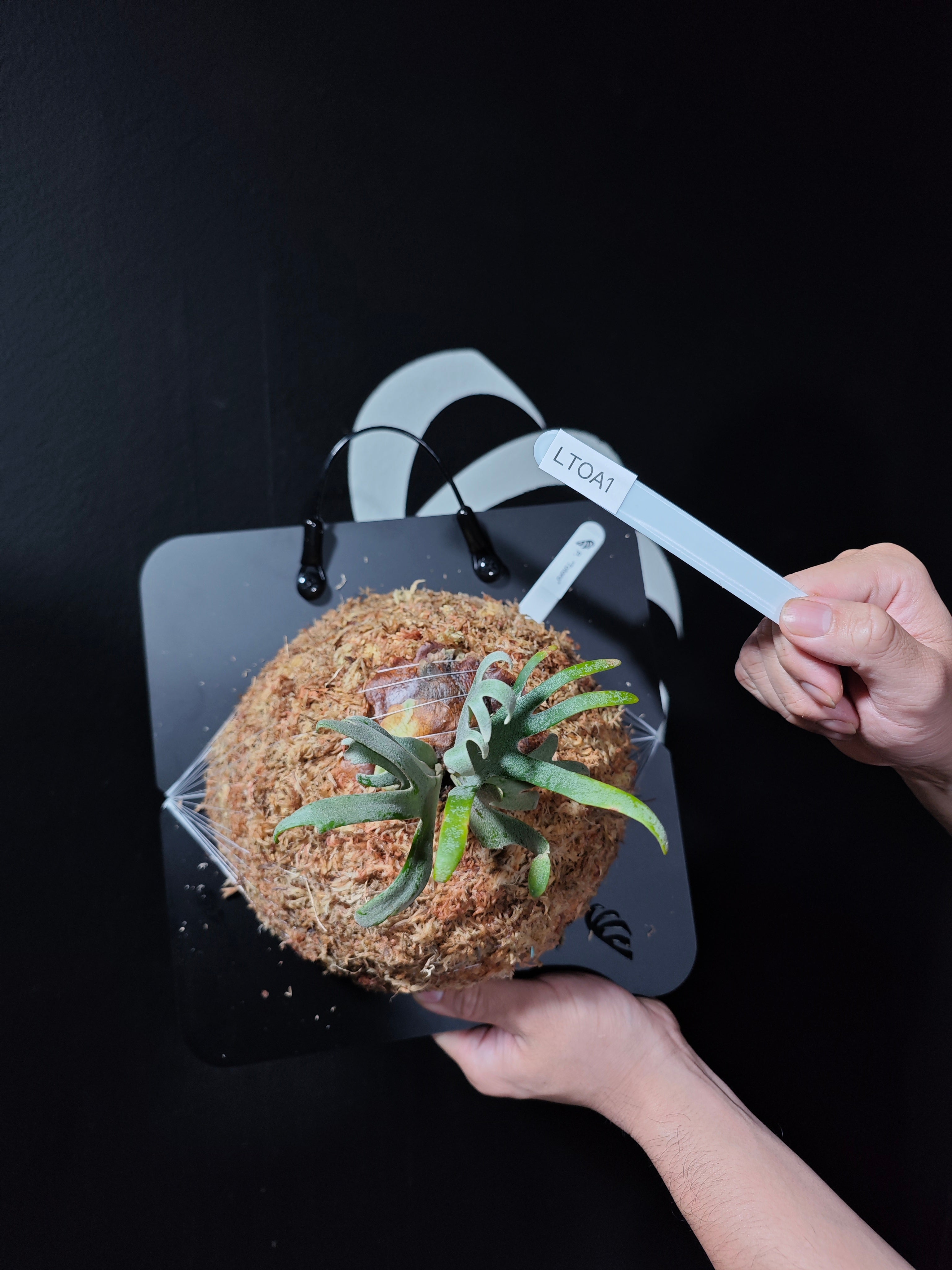 Platycerium Willinckii Dwarf 'Totoro' Sporelings - thebasements.com