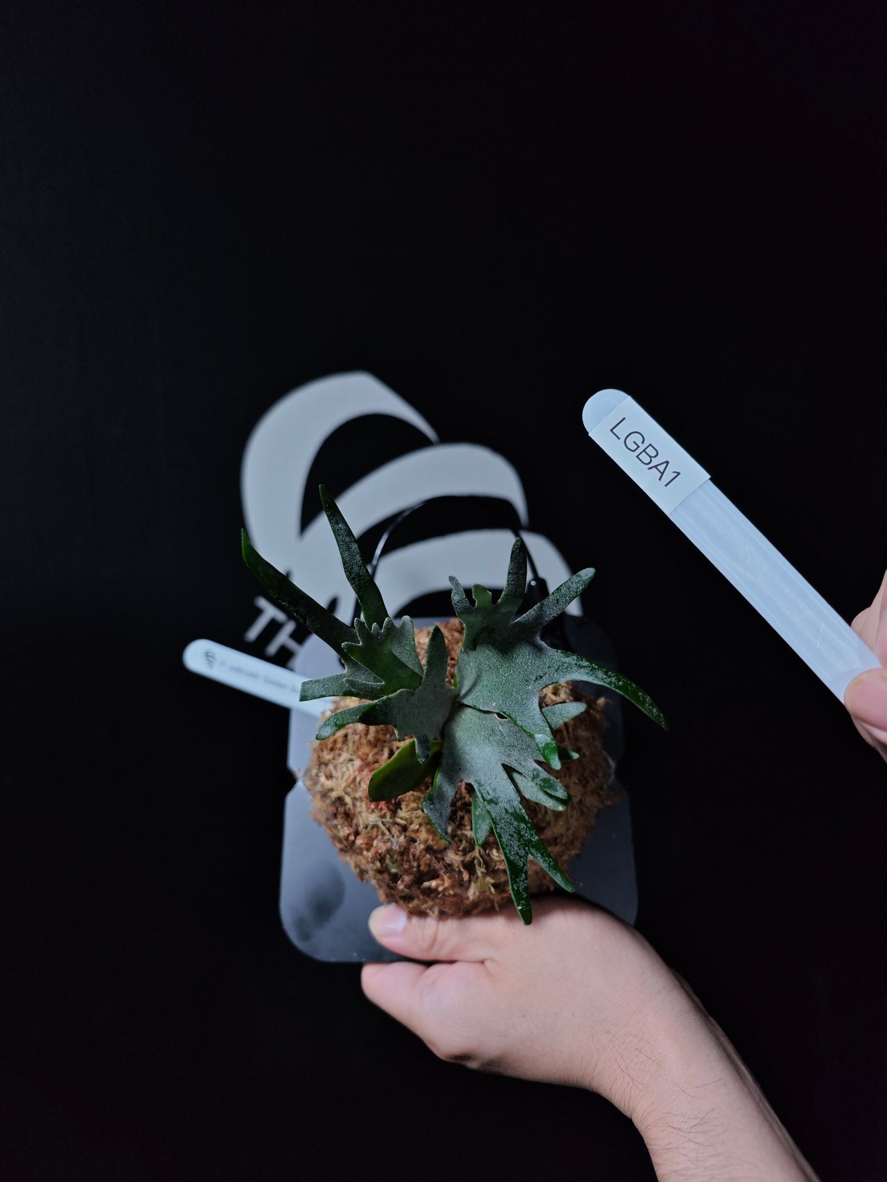 Platycerium Willinckii Golden Boy Sporeling