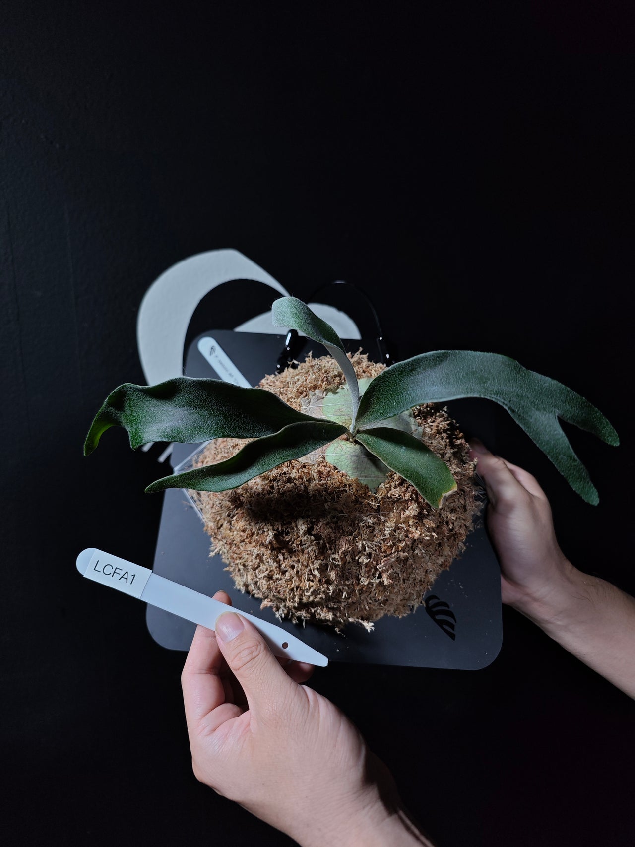 Platycerium Veitchii AR "Chief" Sporeling