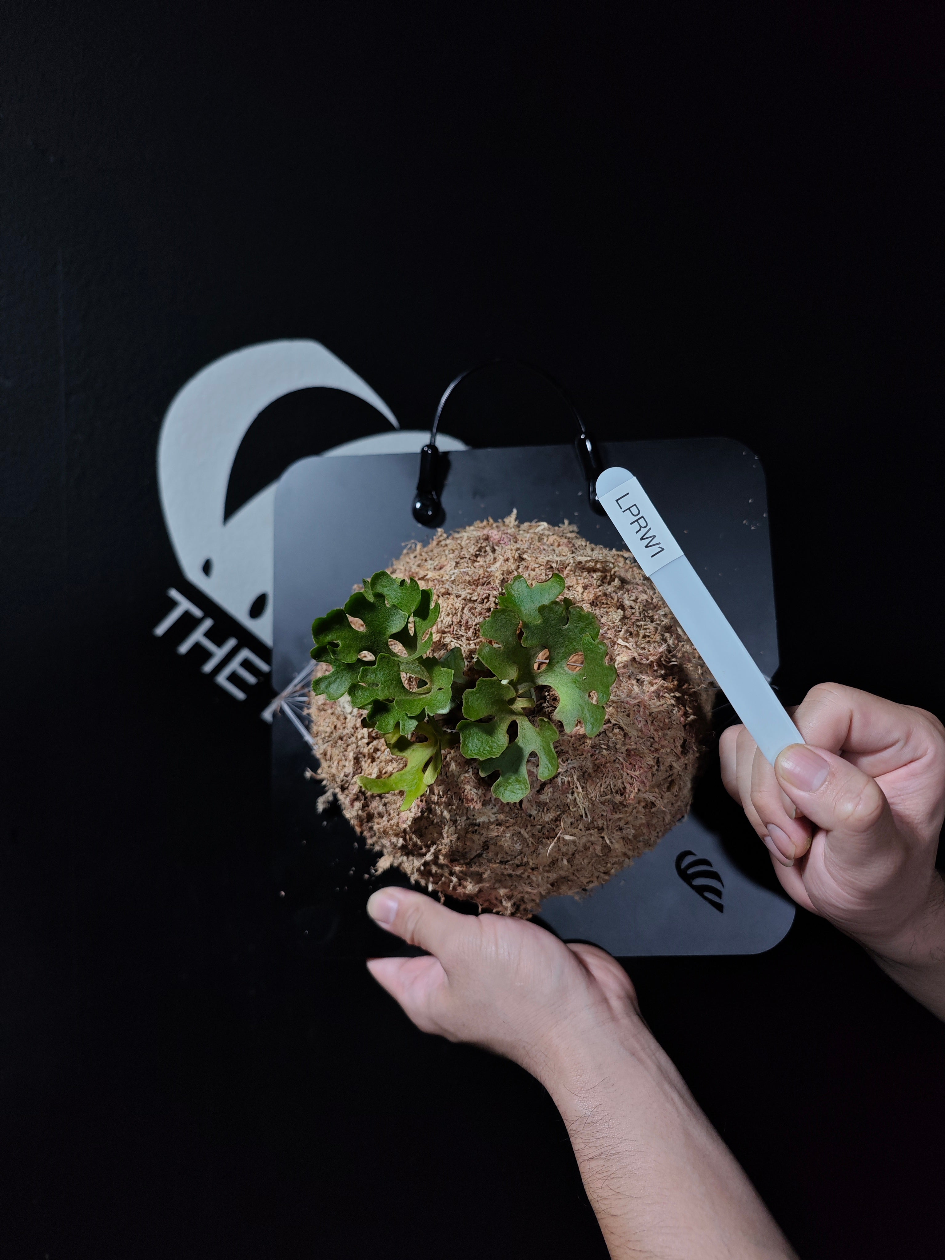 Platycerium Ridleyi Dwarf - thebasements.com