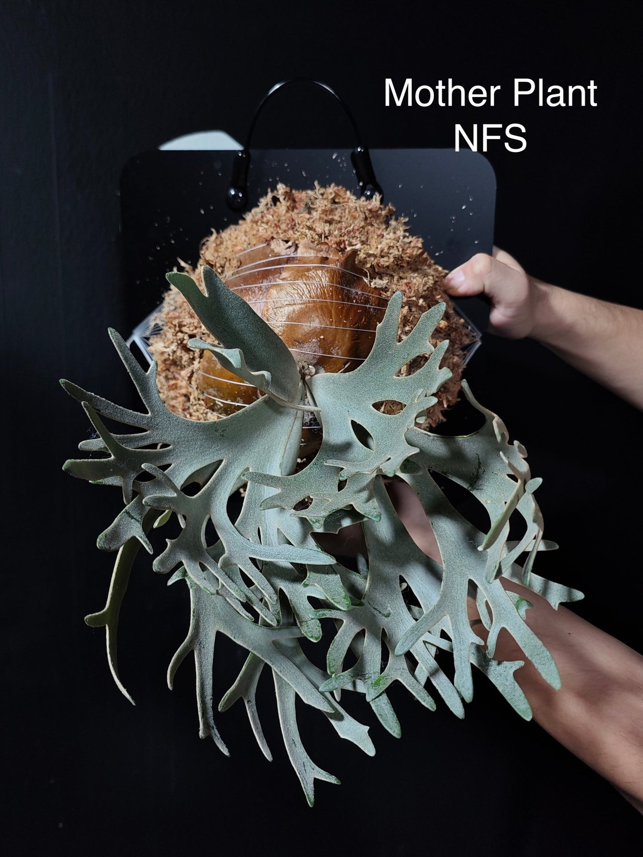 Platycerium Willinckii Golden Boy Sporeling