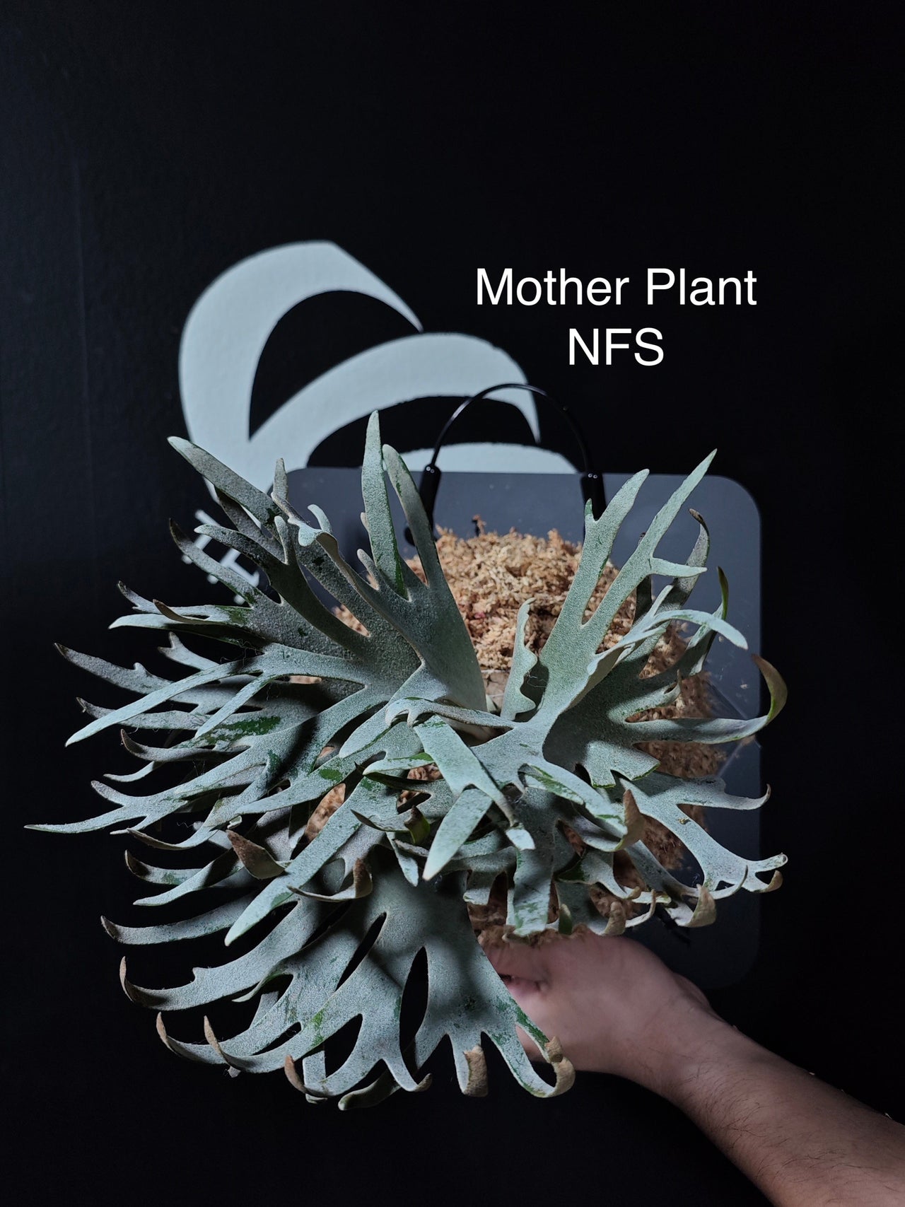 Platycerium Willinckii Dwarf “Jade Gril” Sporeling