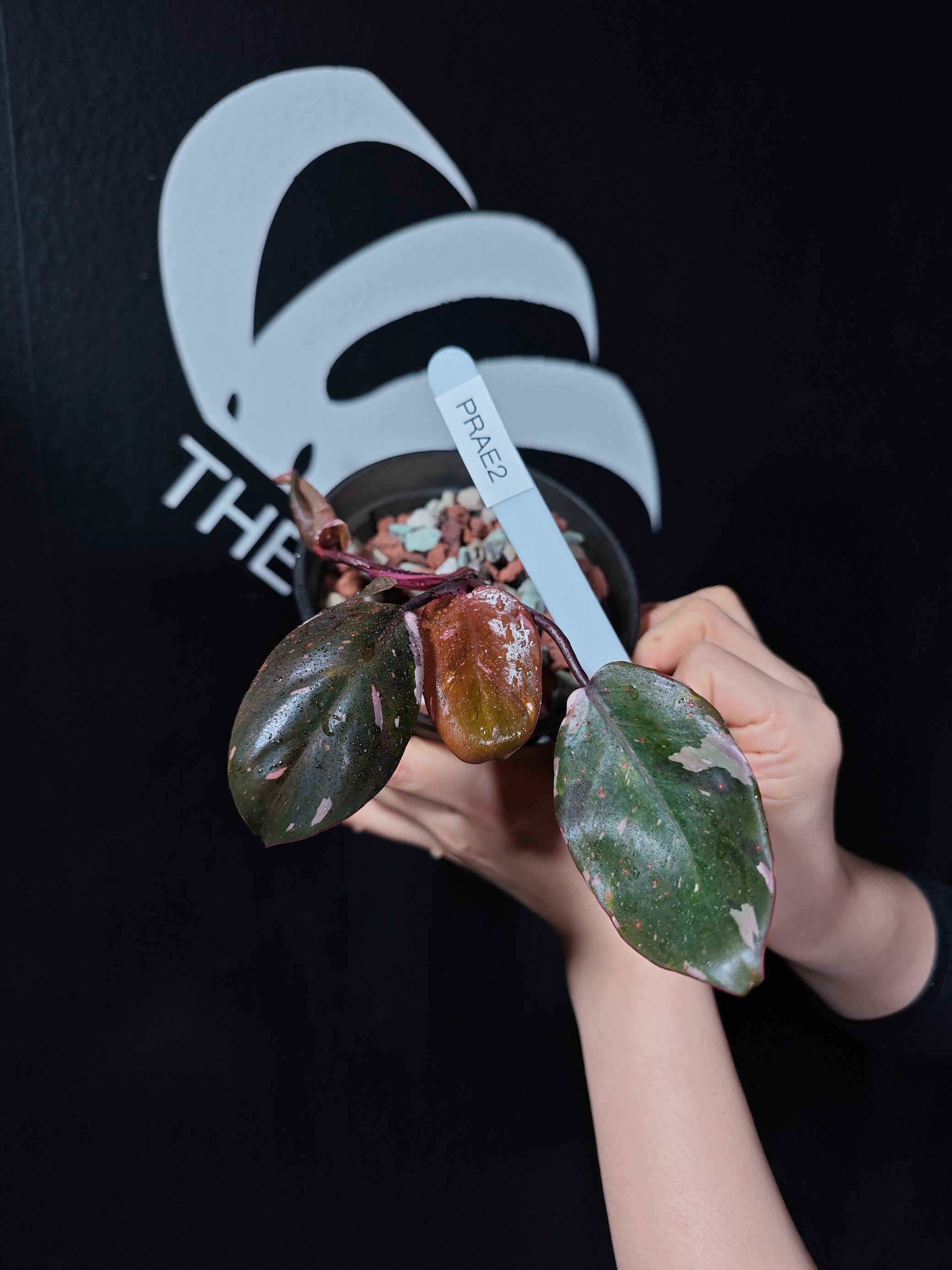 red anderson philodendron for sale Philodendron Red Anderson