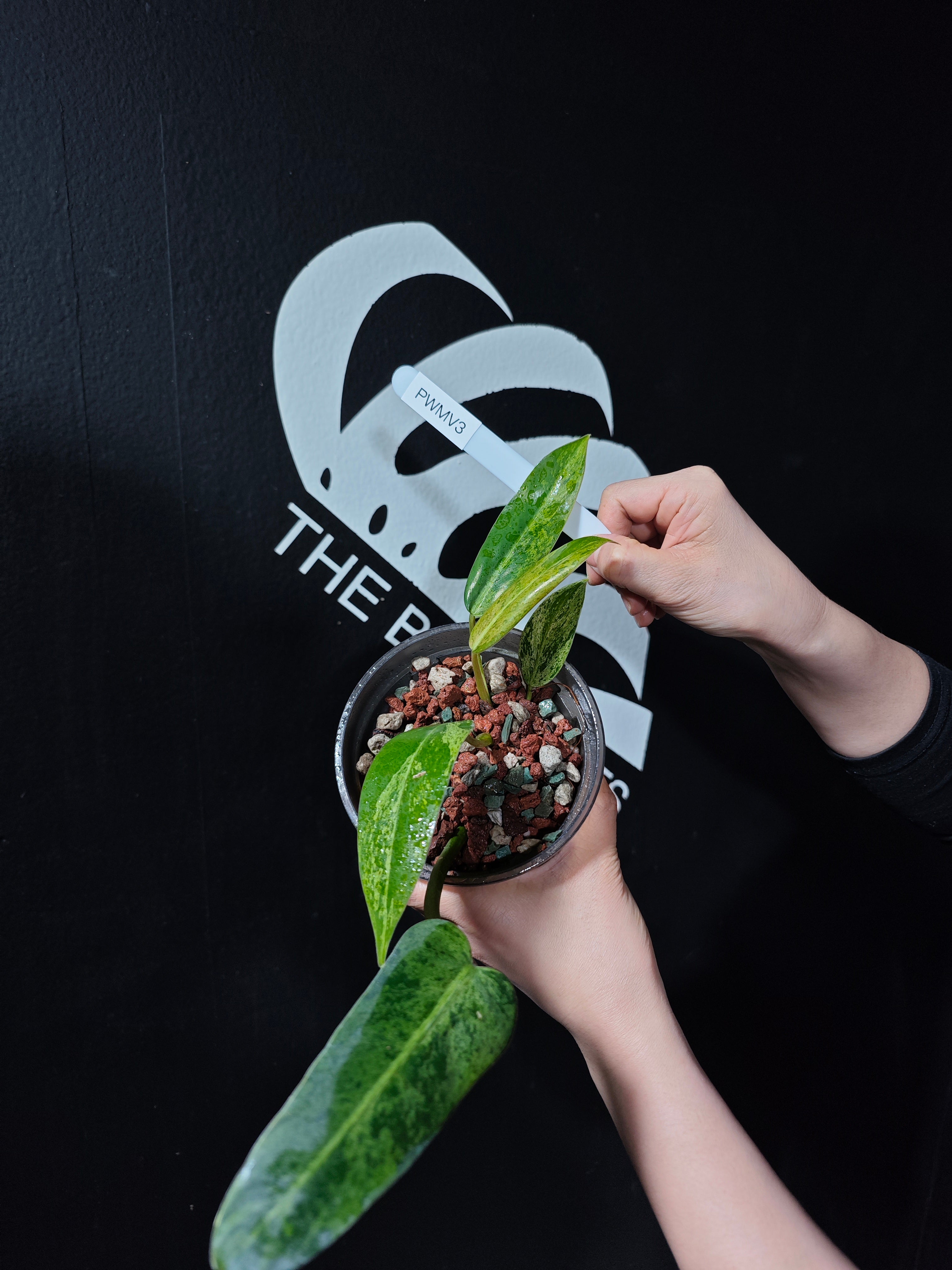 Philodendron Whipple Way Mint - thebasements.com