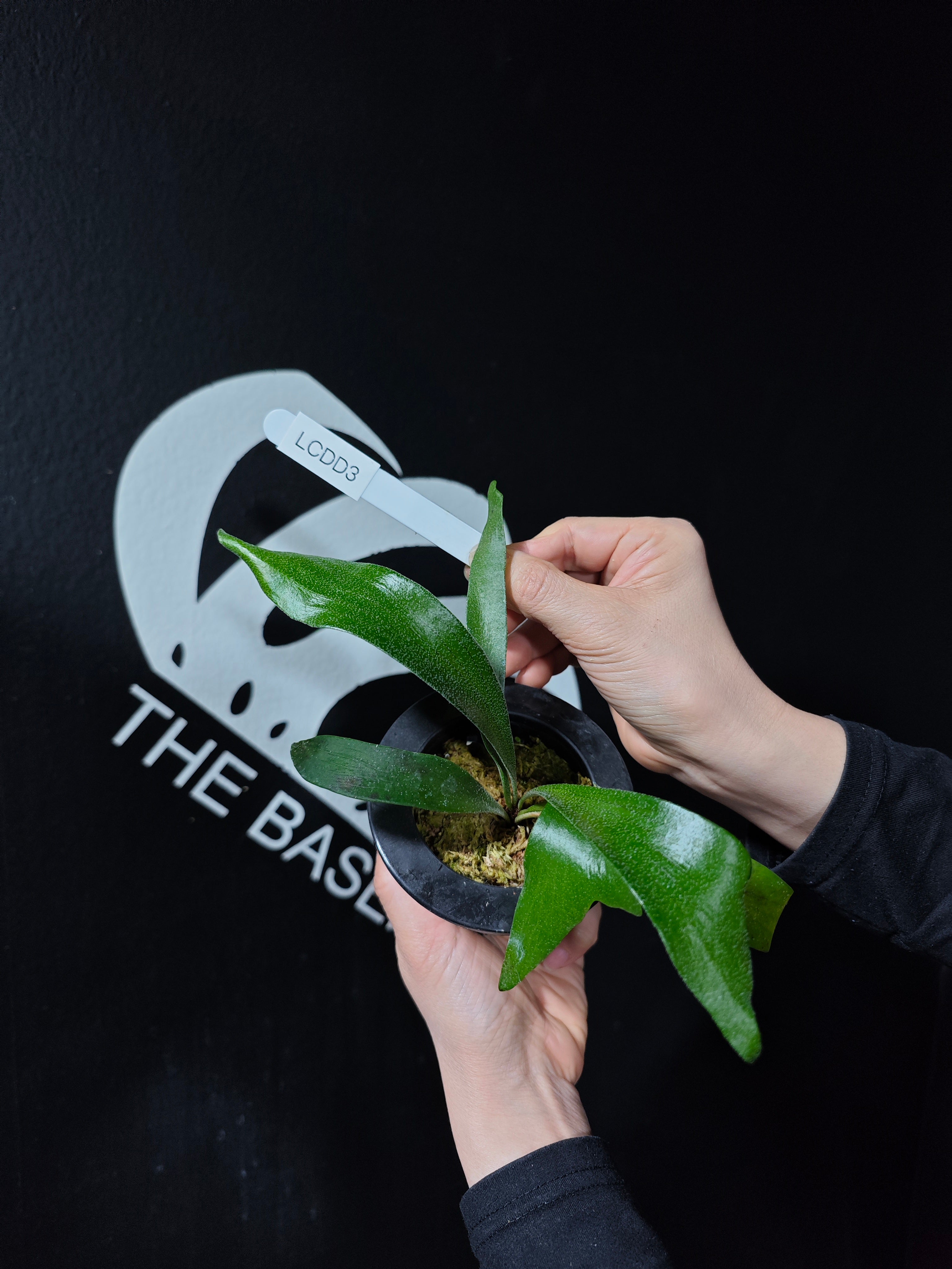 Platycerium Alcicorne Dwarf Sporeling - thebasements.com