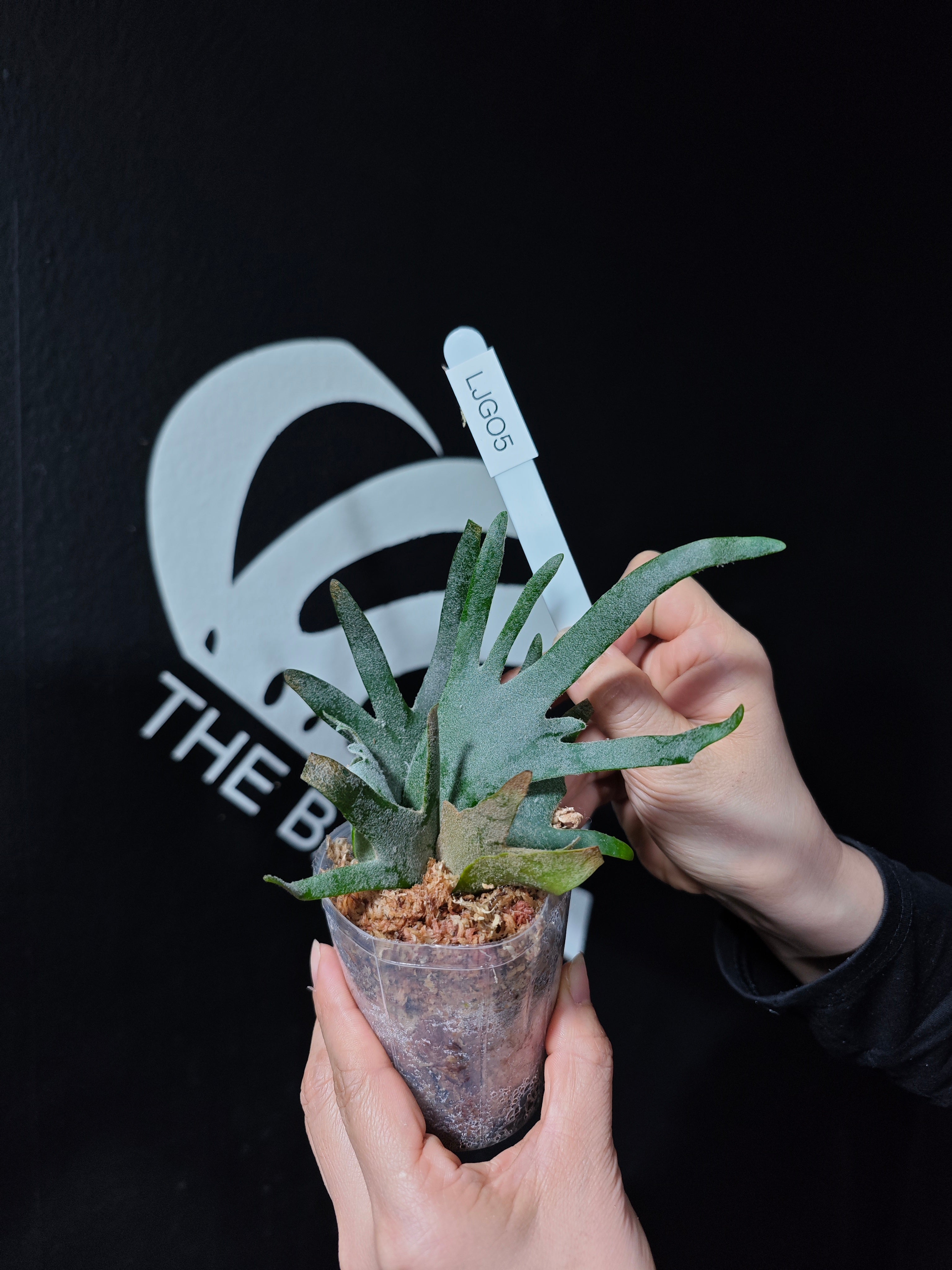 Platycerium Willinckii Dwarf “Jade Gril” Sporeling - thebasements.com