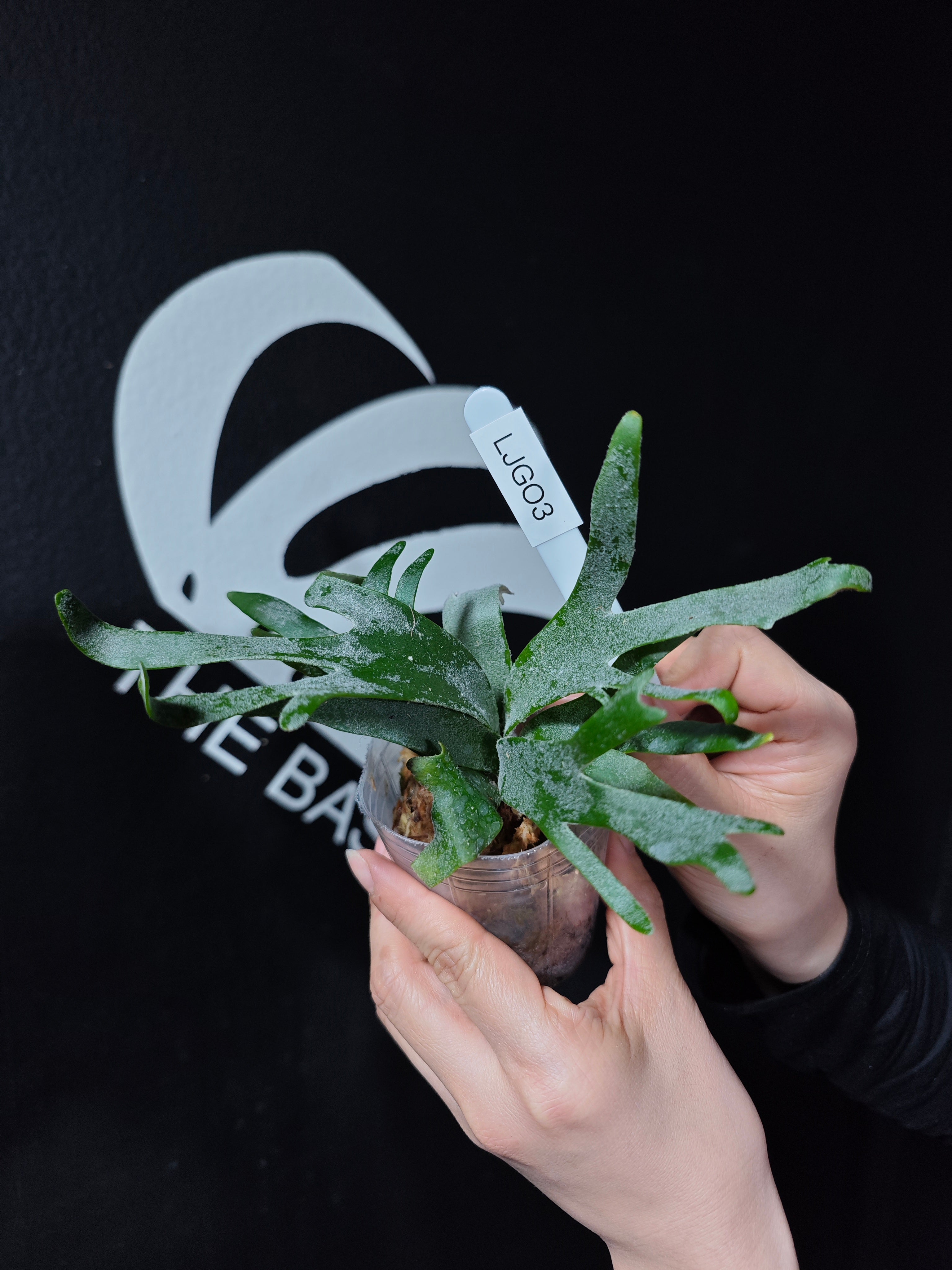 Platycerium Willinckii Dwarf “Jade Gril” Sporeling - thebasements.com