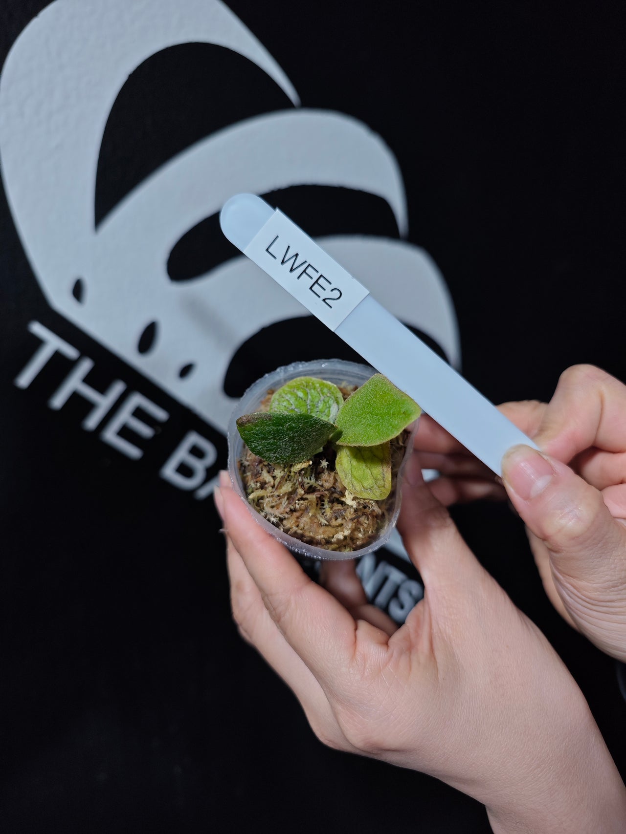 Platycerium Willinckii "Fishbone" Dwarf - thebasements.com