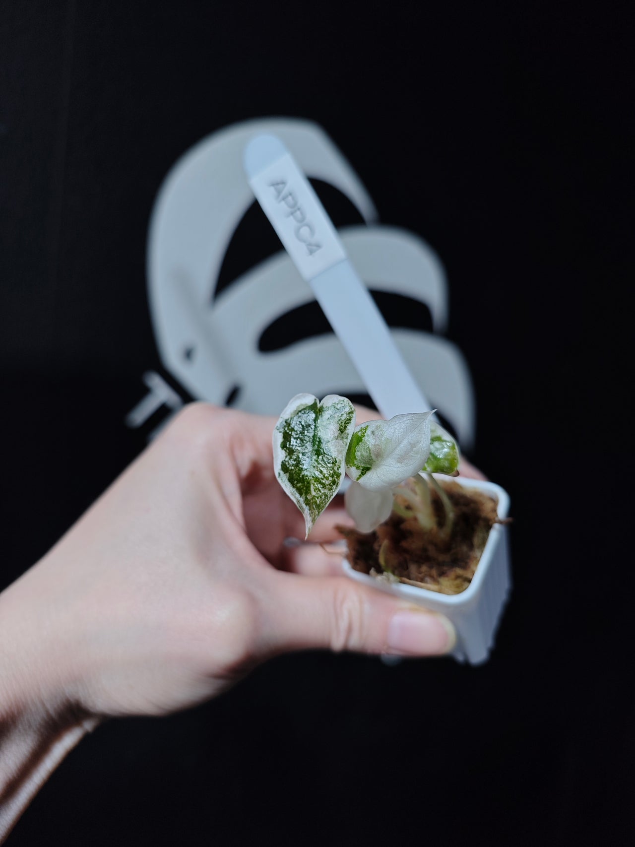 Alocasia Cuprea Pink Variegated - thebasements.com