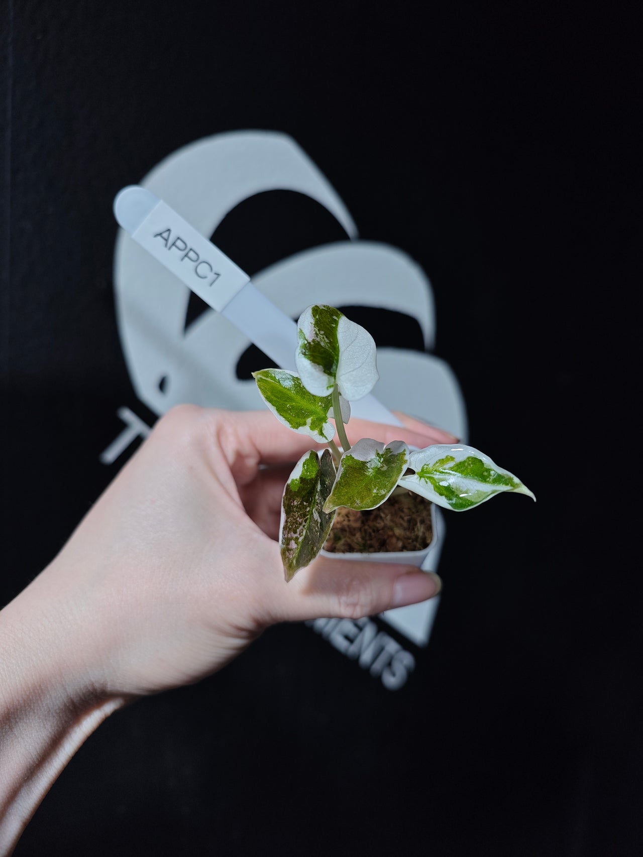 Alocasia Cuprea Pink Variegated
