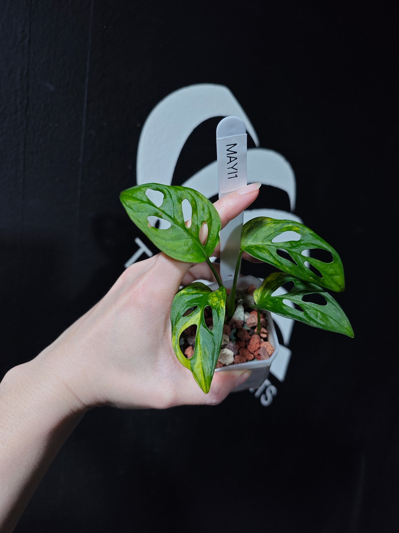 Monstera Adansonii Aurea - thebasements.us