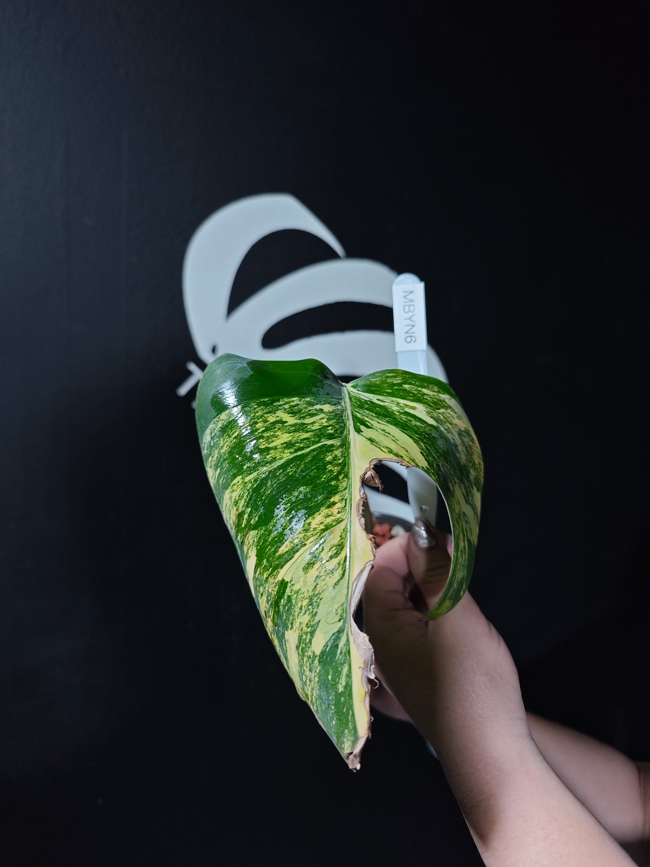monstera borsigiana aurea Monstera Borsigiana Aurea