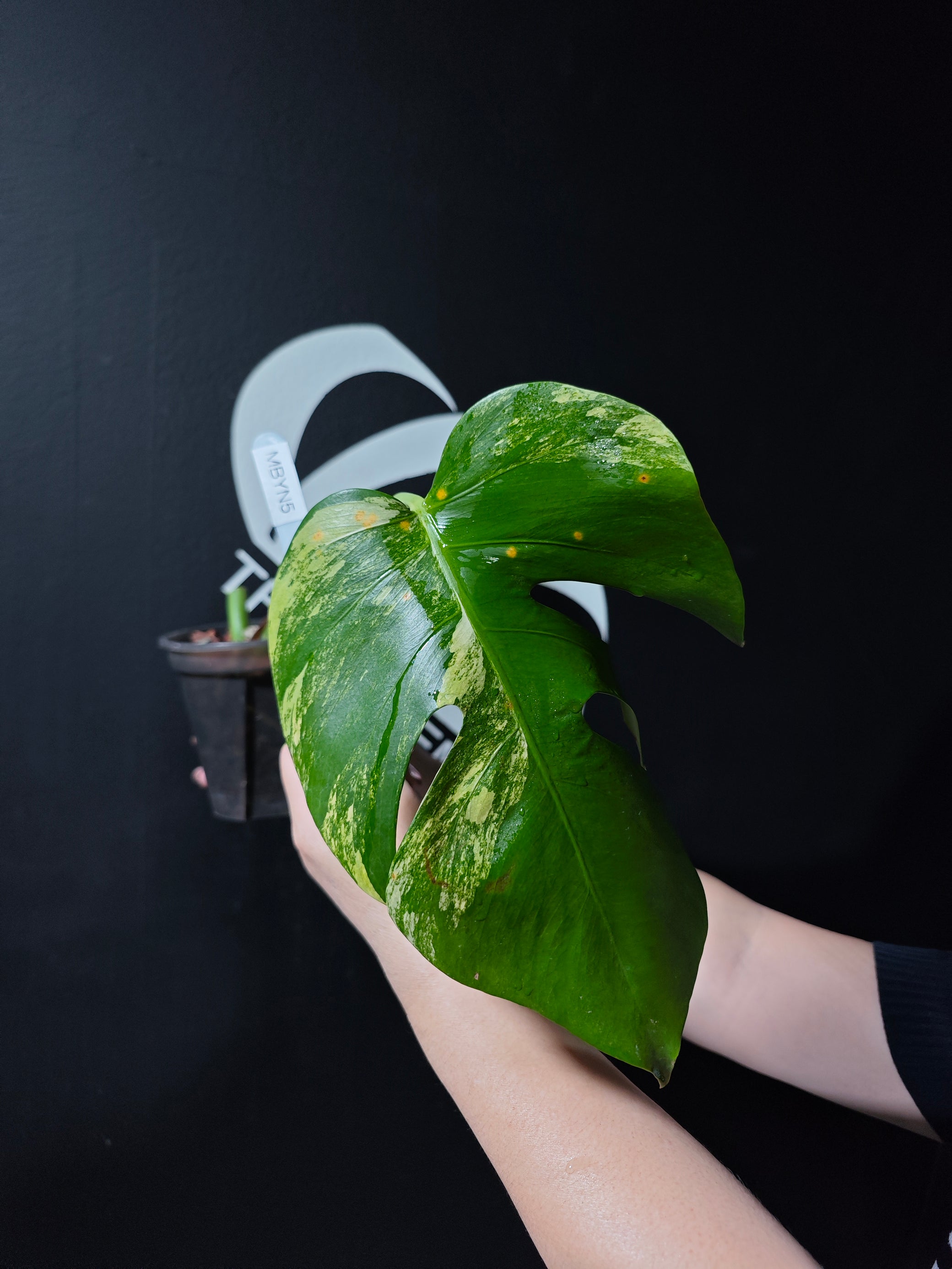 aurora monstera Monstera Borsigiana Aurea