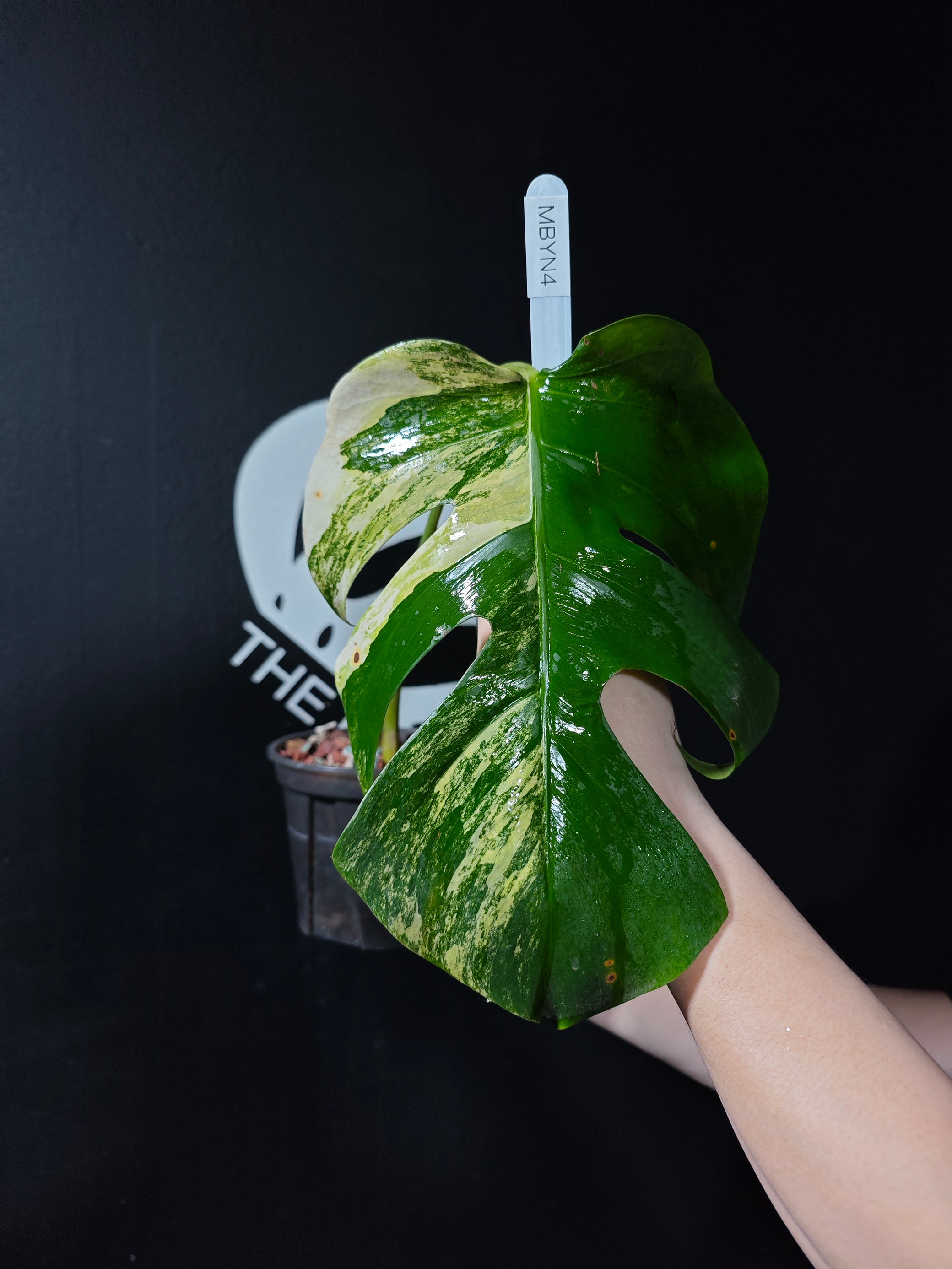 monstera deliciosa ebay Monstera Borsigiana Aurea