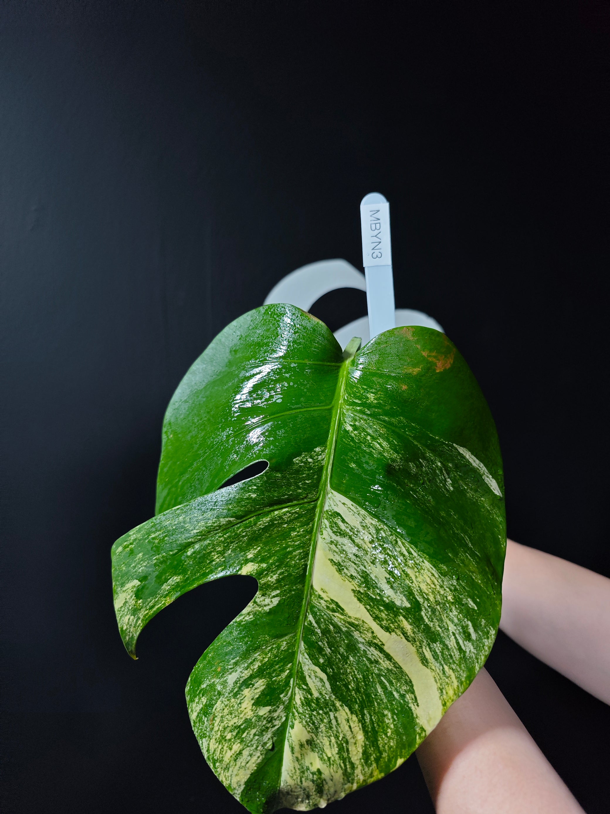 monstera aurea deliciosa Monstera Borsigiana Aurea