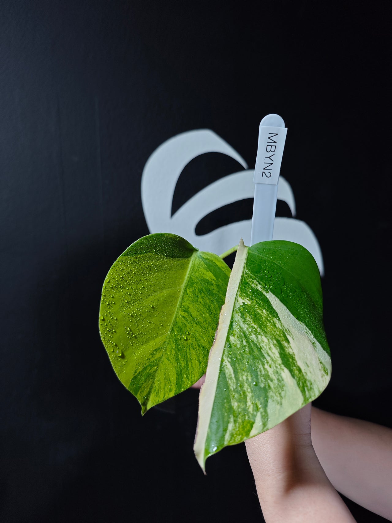 Monstera Borsigiana Aurea