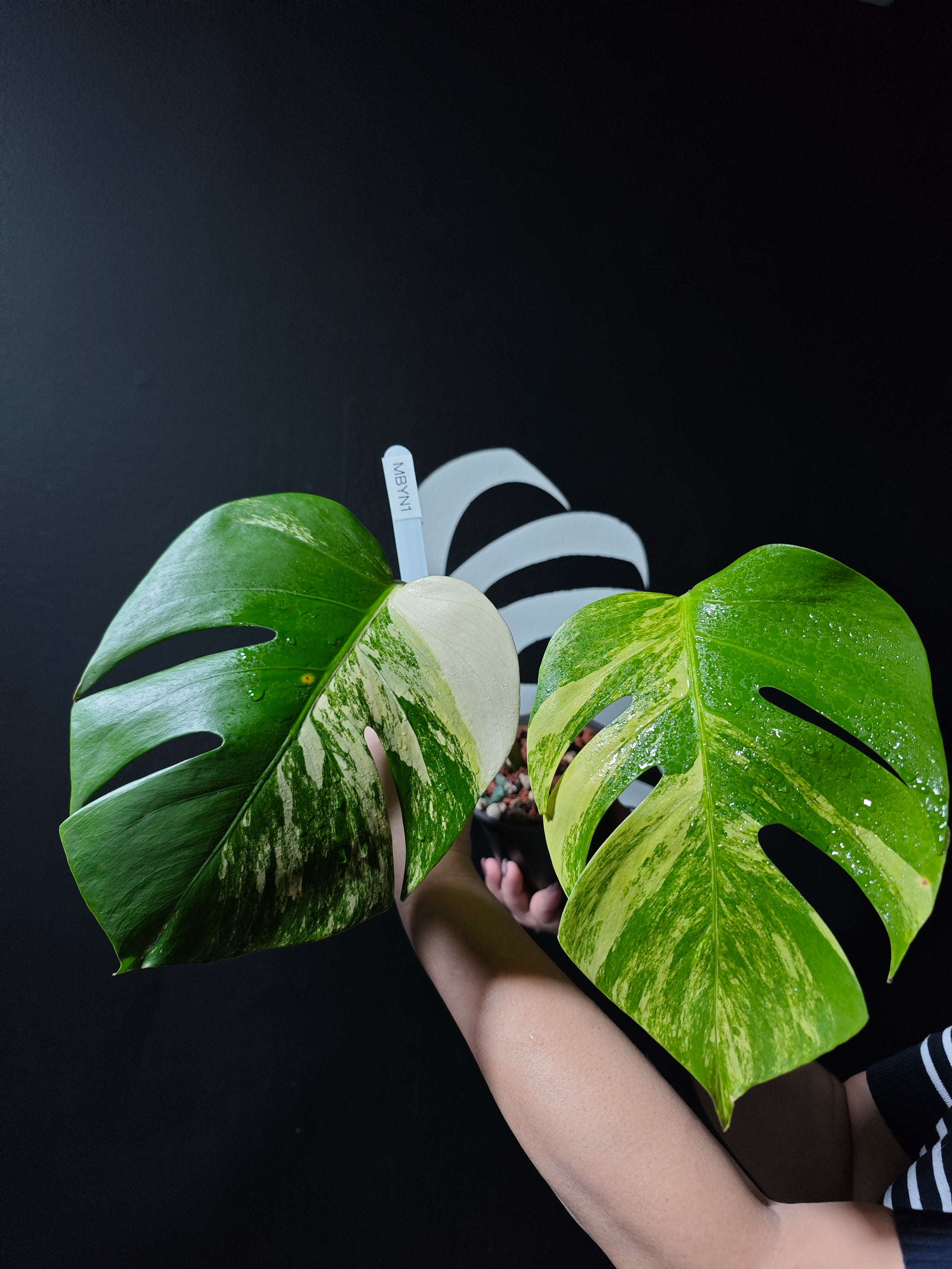 monstera deliciosa and borsigiana Monstera Borsigiana Aurea