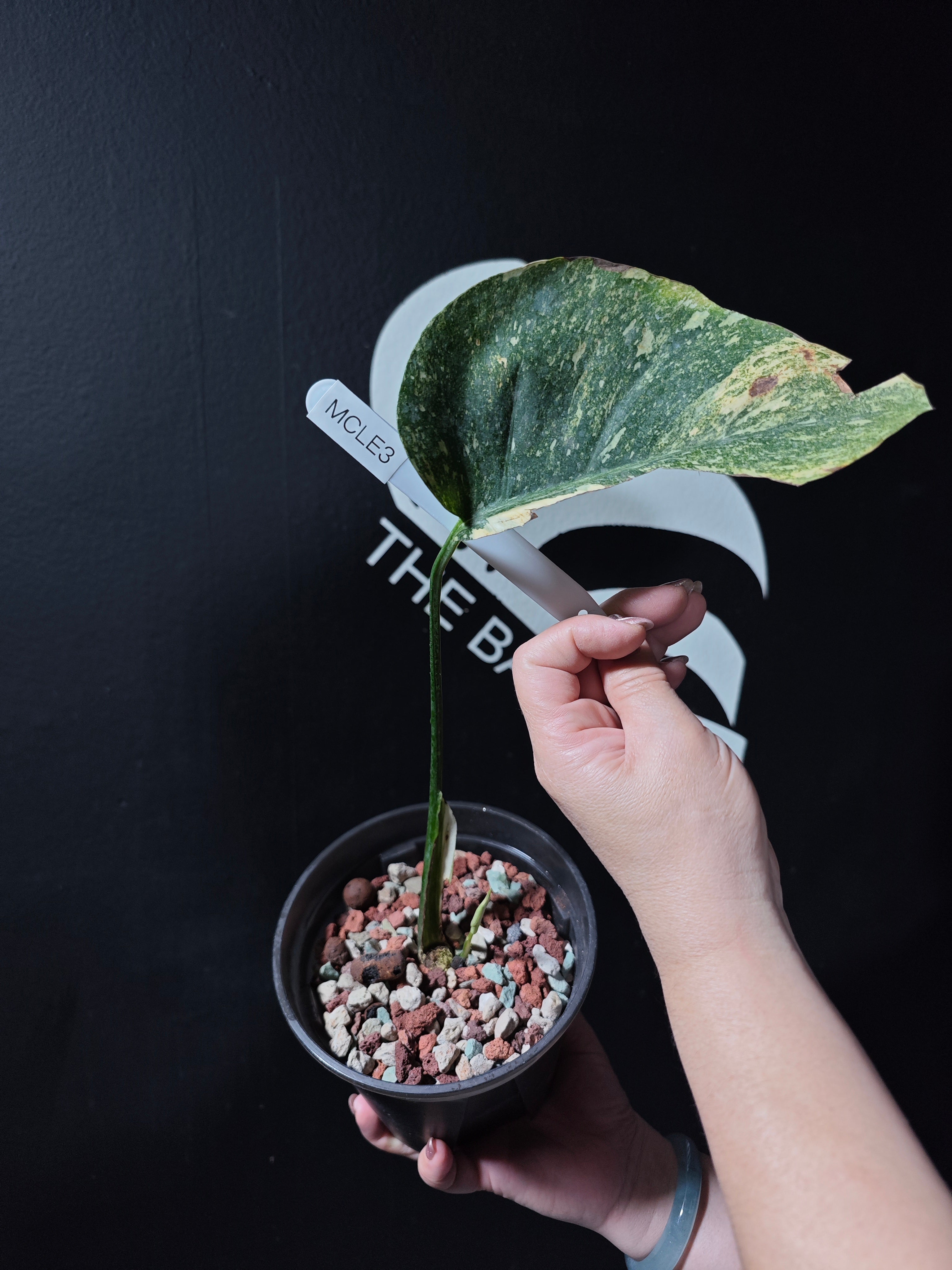 Monstera Legacy - thebasements.com