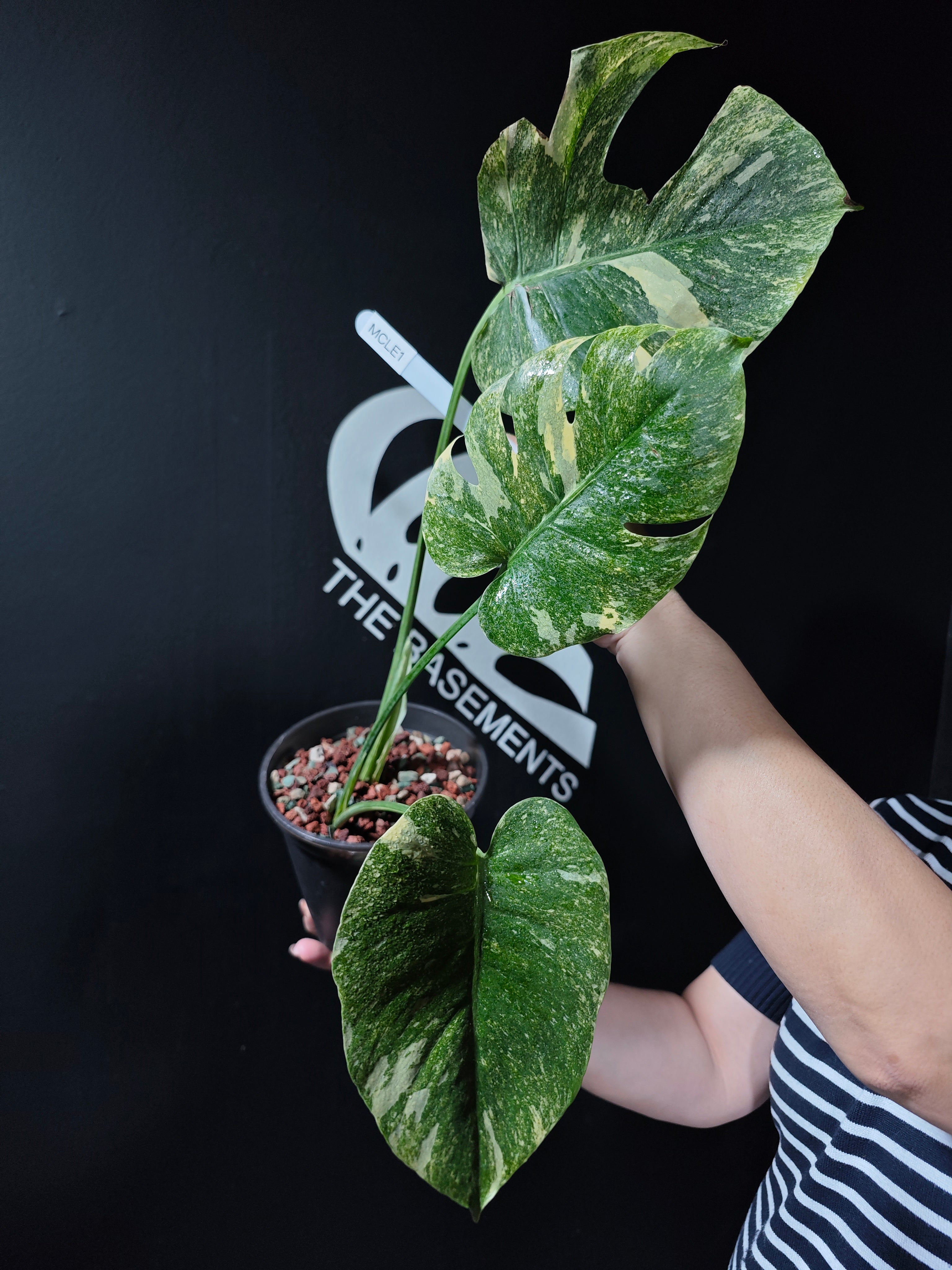 Monstera Legacy - thebasements.com