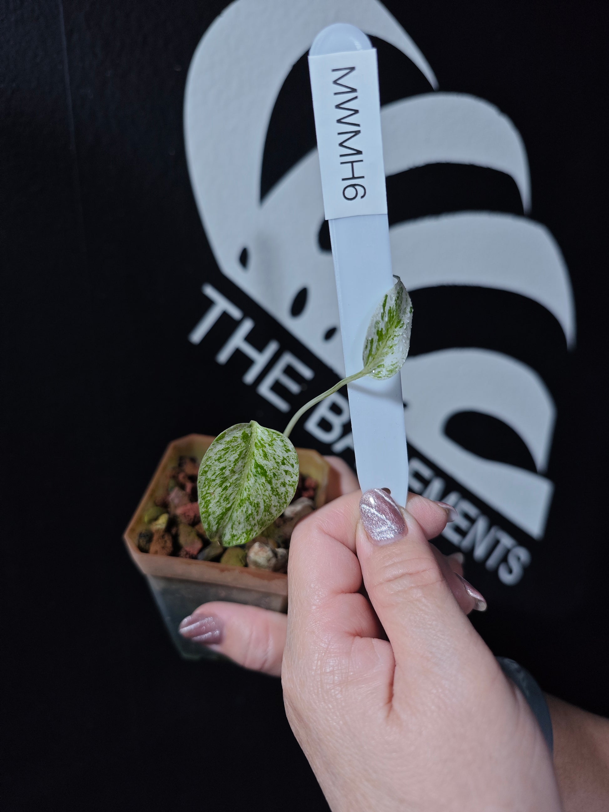 Monstera White Monster Primer Selected - thebasements.com