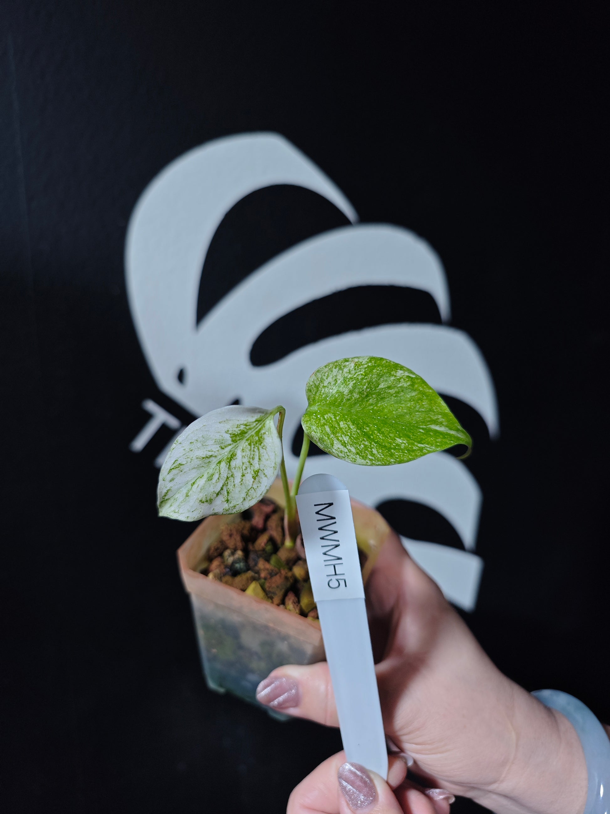 Monstera White Monster Primer Selected - thebasements.com