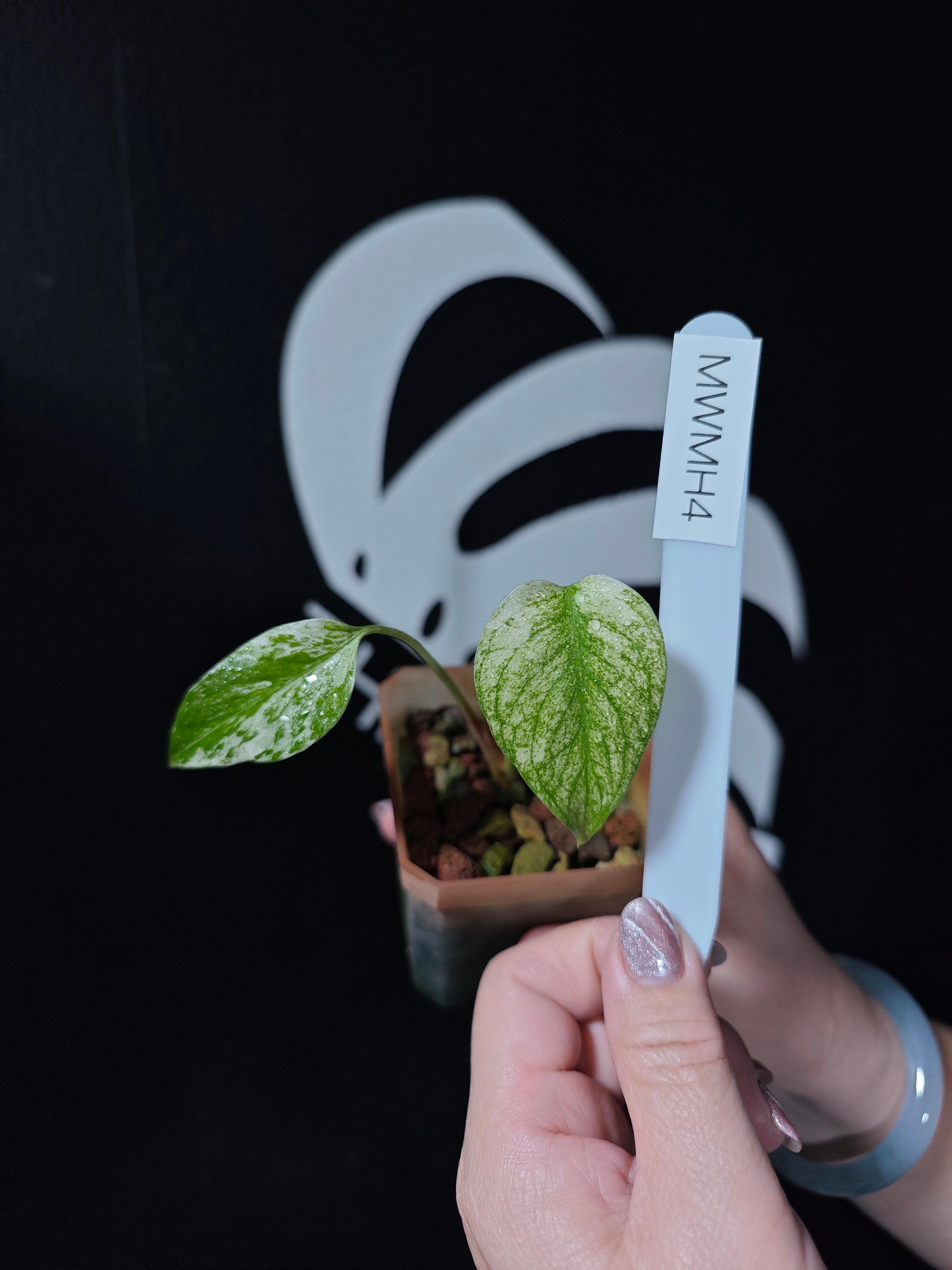 Monstera White Monster Primer Selected - thebasements.com