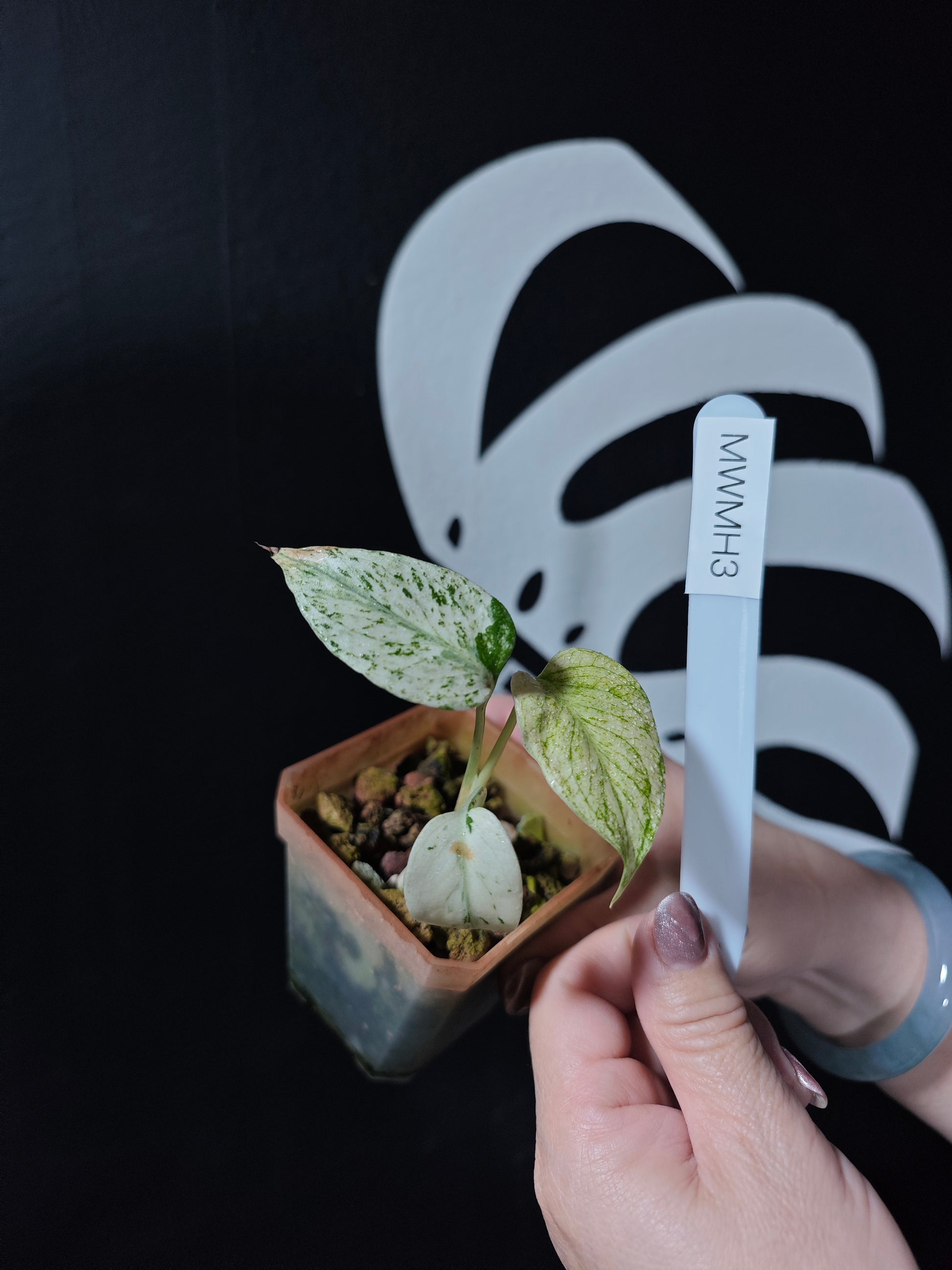 Monstera White Monster Primer Selected - thebasements.com