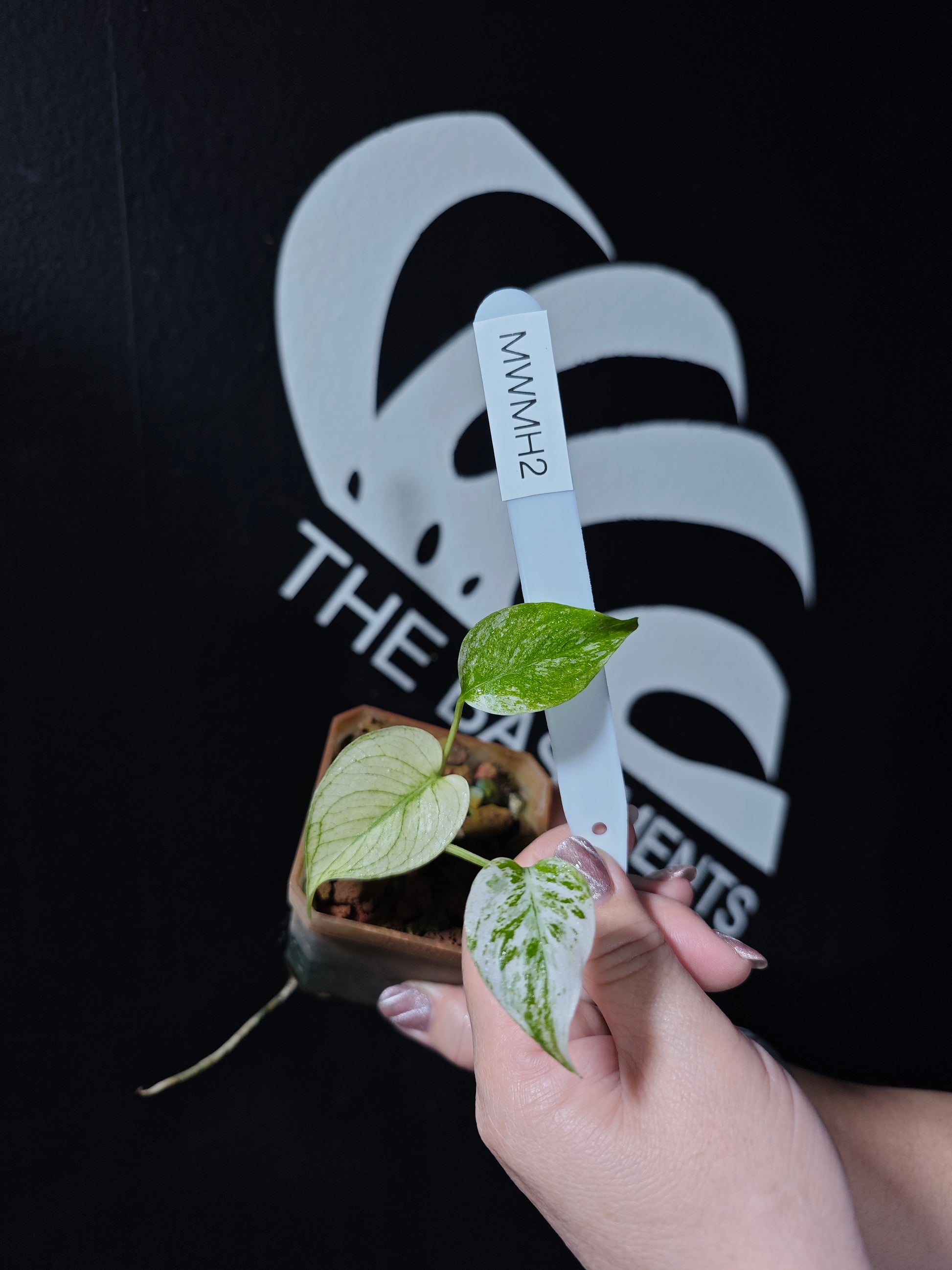 Monstera White Monster Primer Selected - thebasements.com