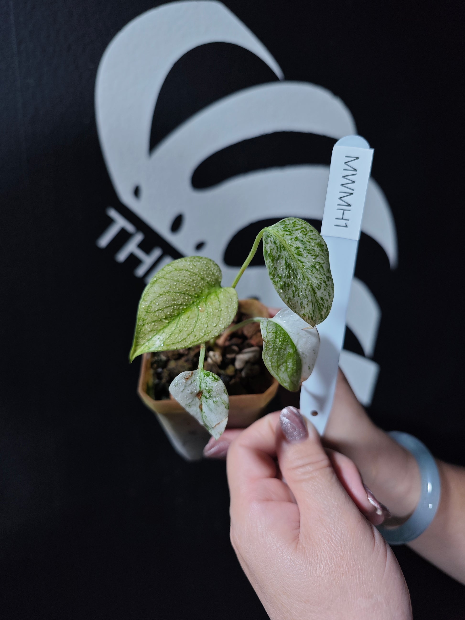 Monstera White Monster Primer Selected - thebasements.com