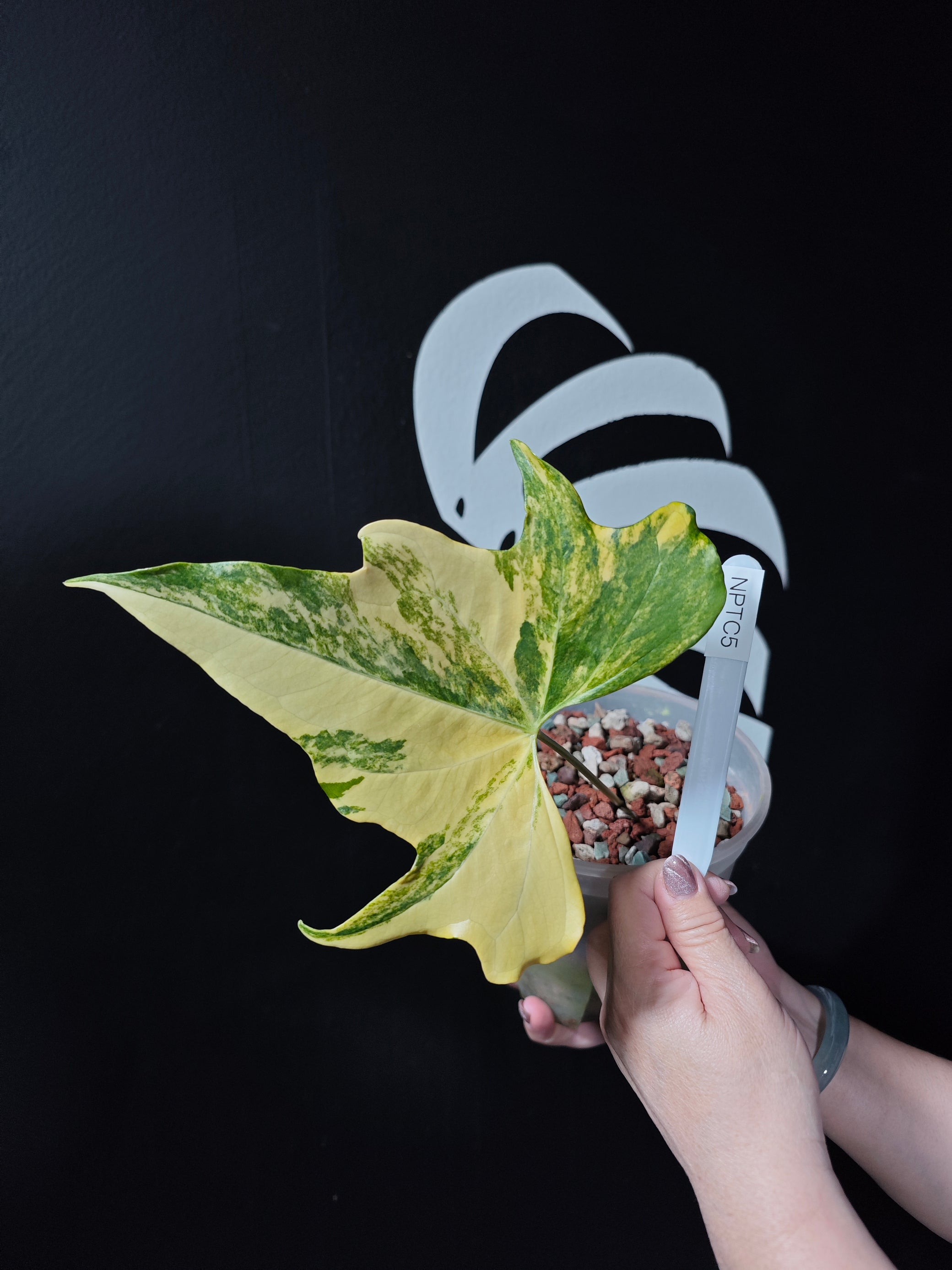 anthurium pterodactyl flower Anthurium Pterodactyl Variegated