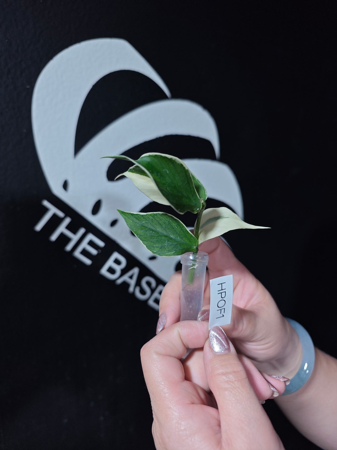 Hoya Polyneura Albo (Outter Variegated)