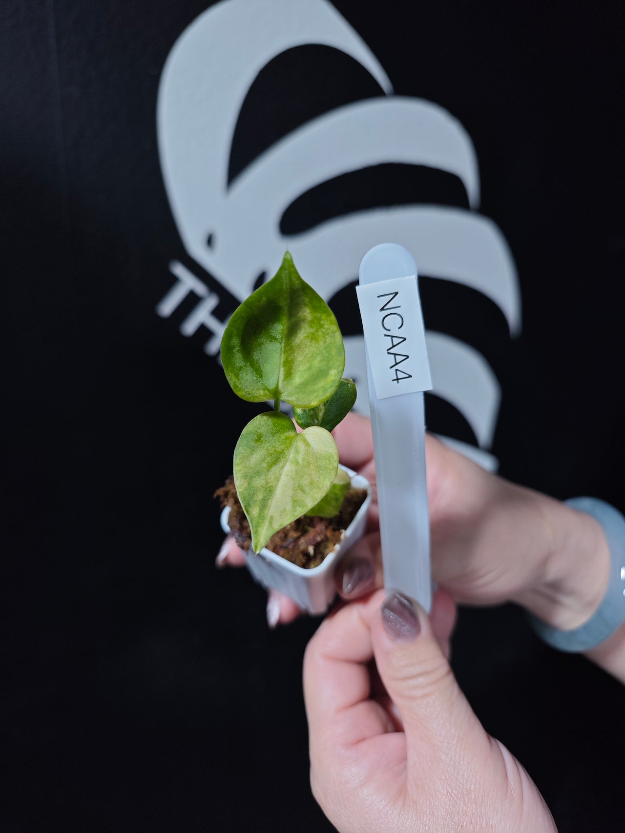 Anthurium Clarinervium Var