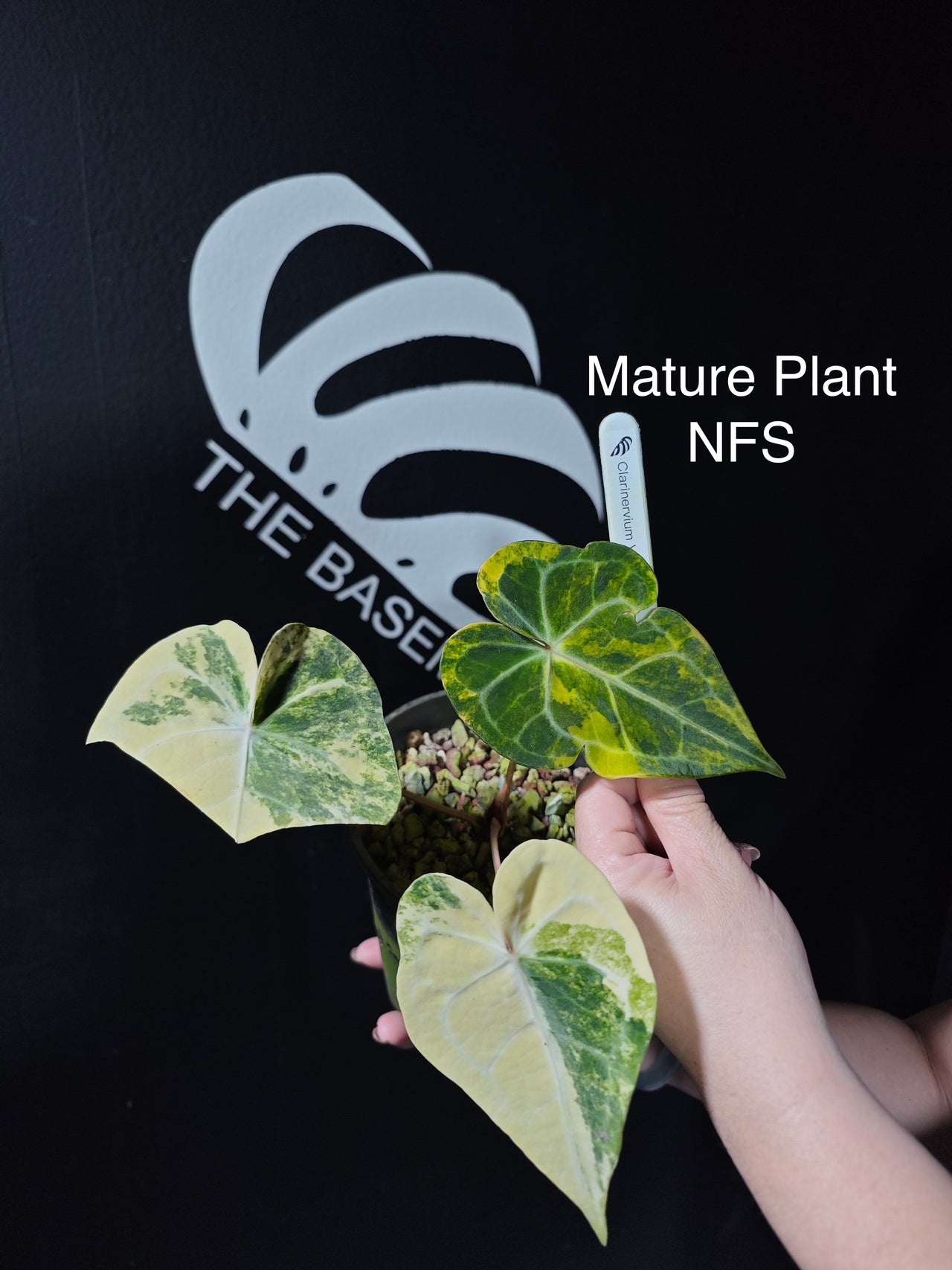 Anthurium Clarinervium Var