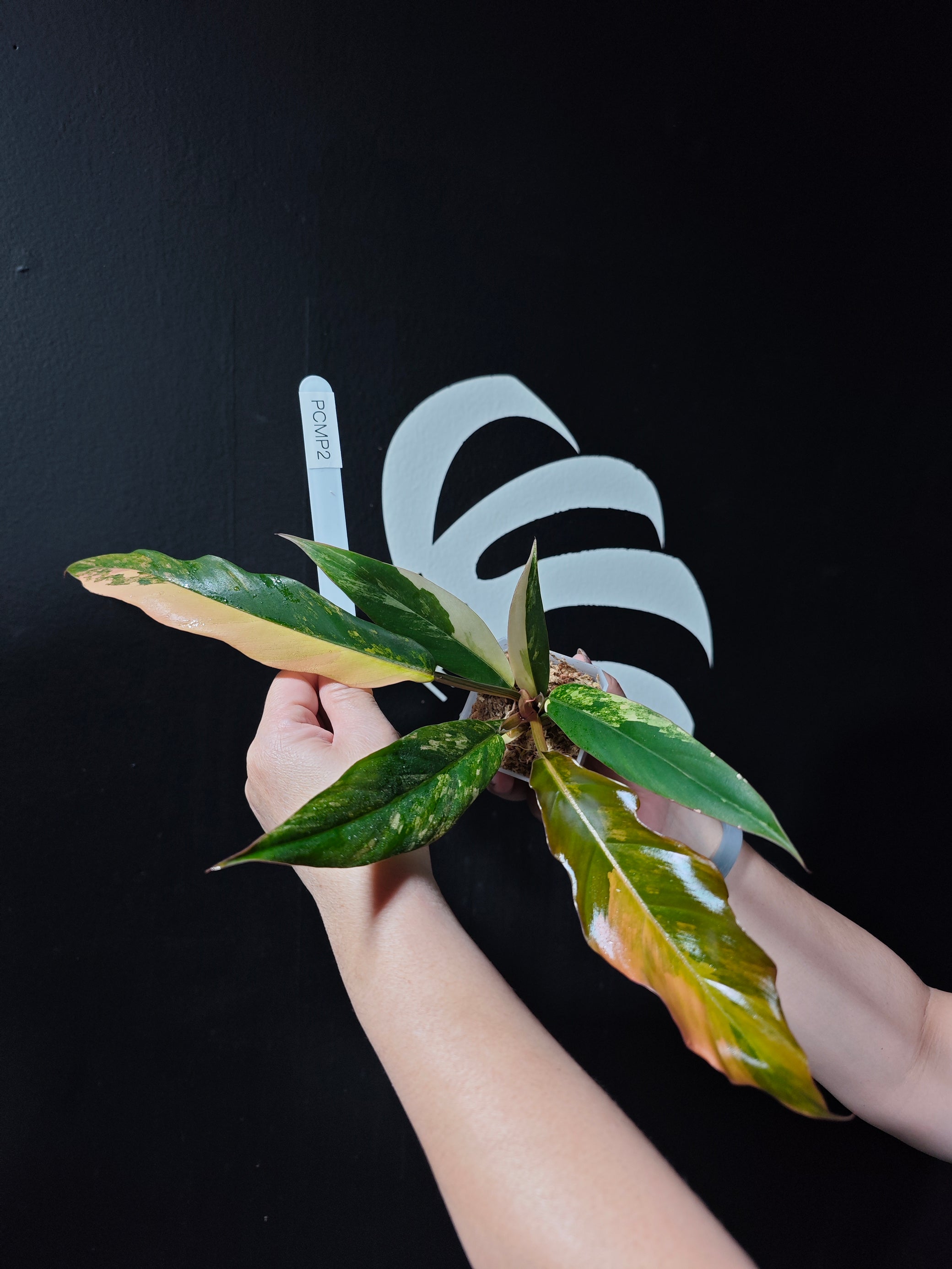 caramel marble philodendron price Philodendron Caramel Marble