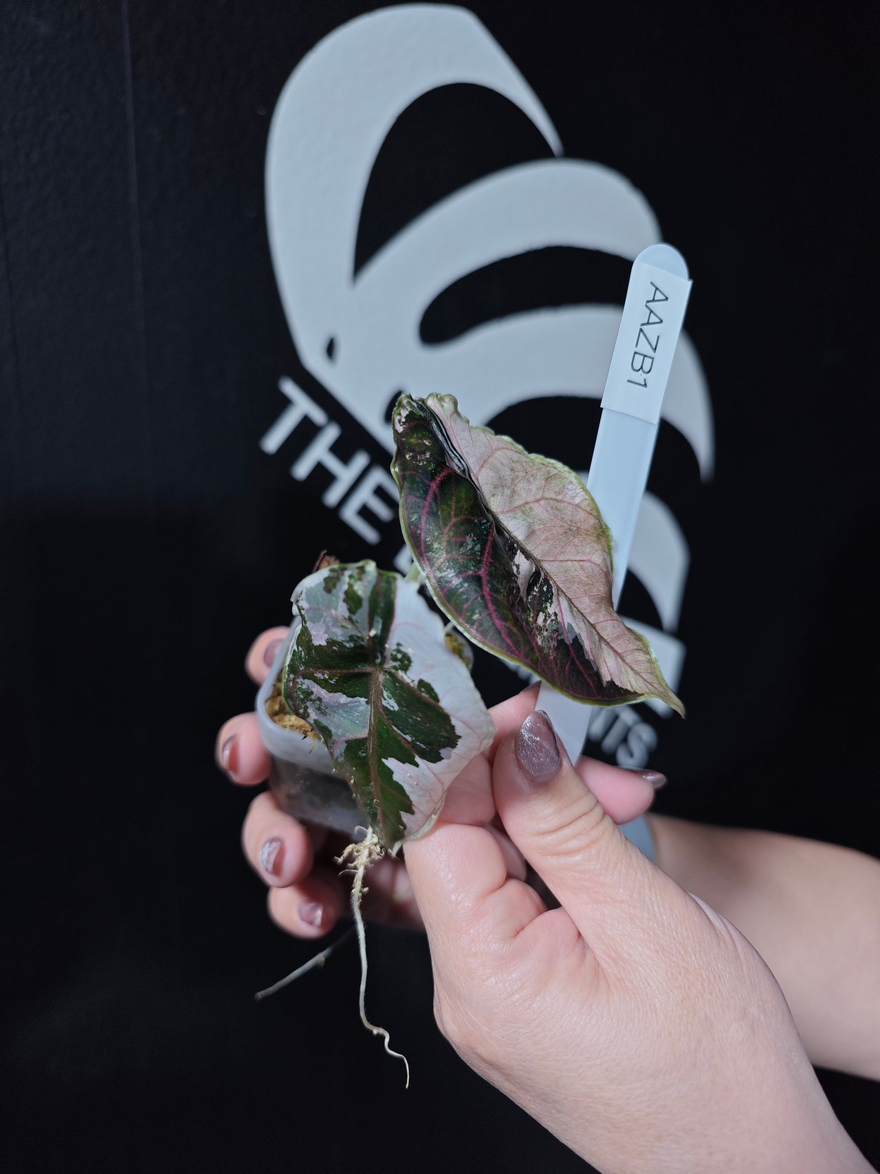 Alocasia Azlanii Albo Pink