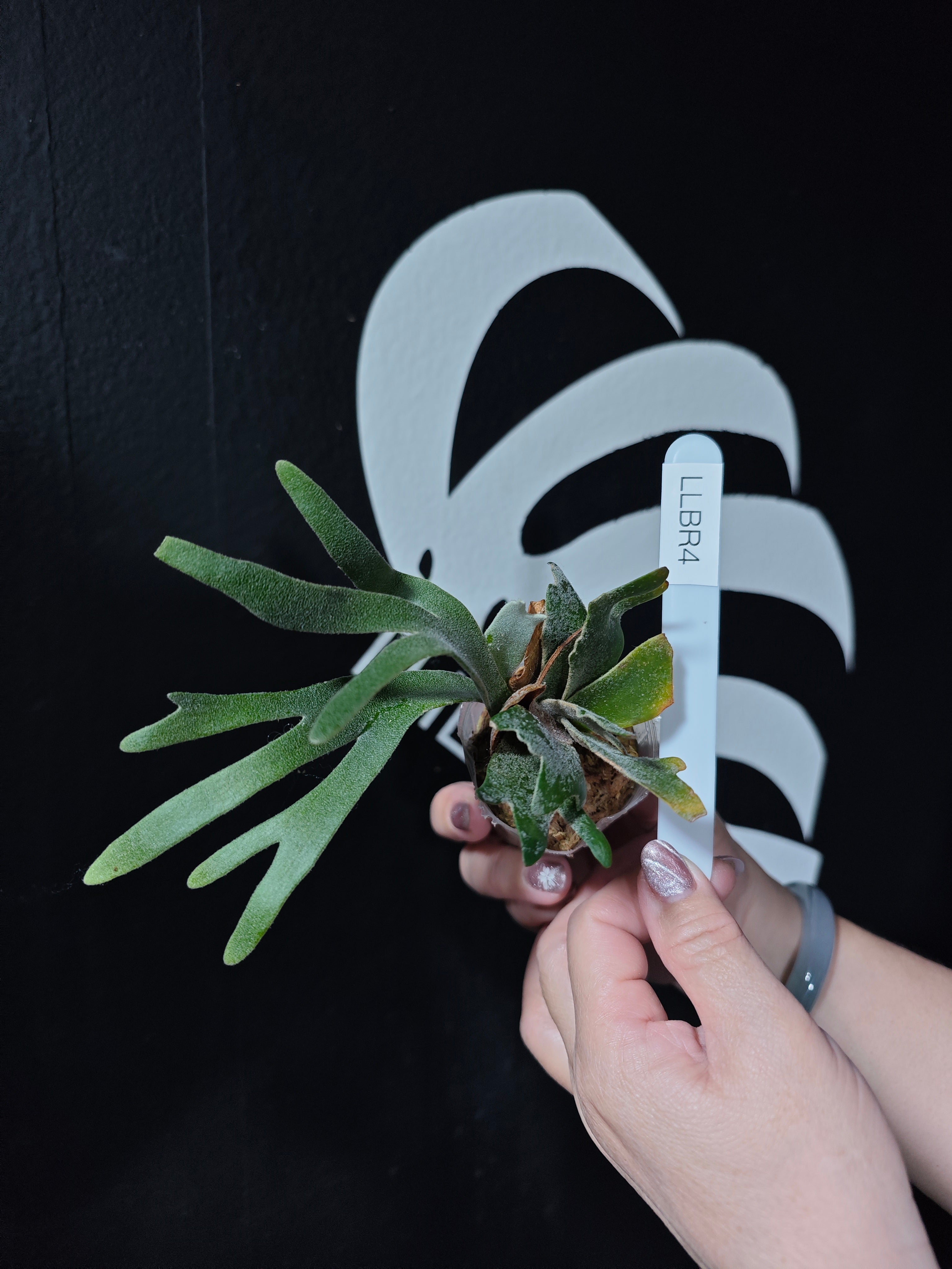 Platycerium Willinckii Dwarf “Bacteria” Sporeling - thebasements.com