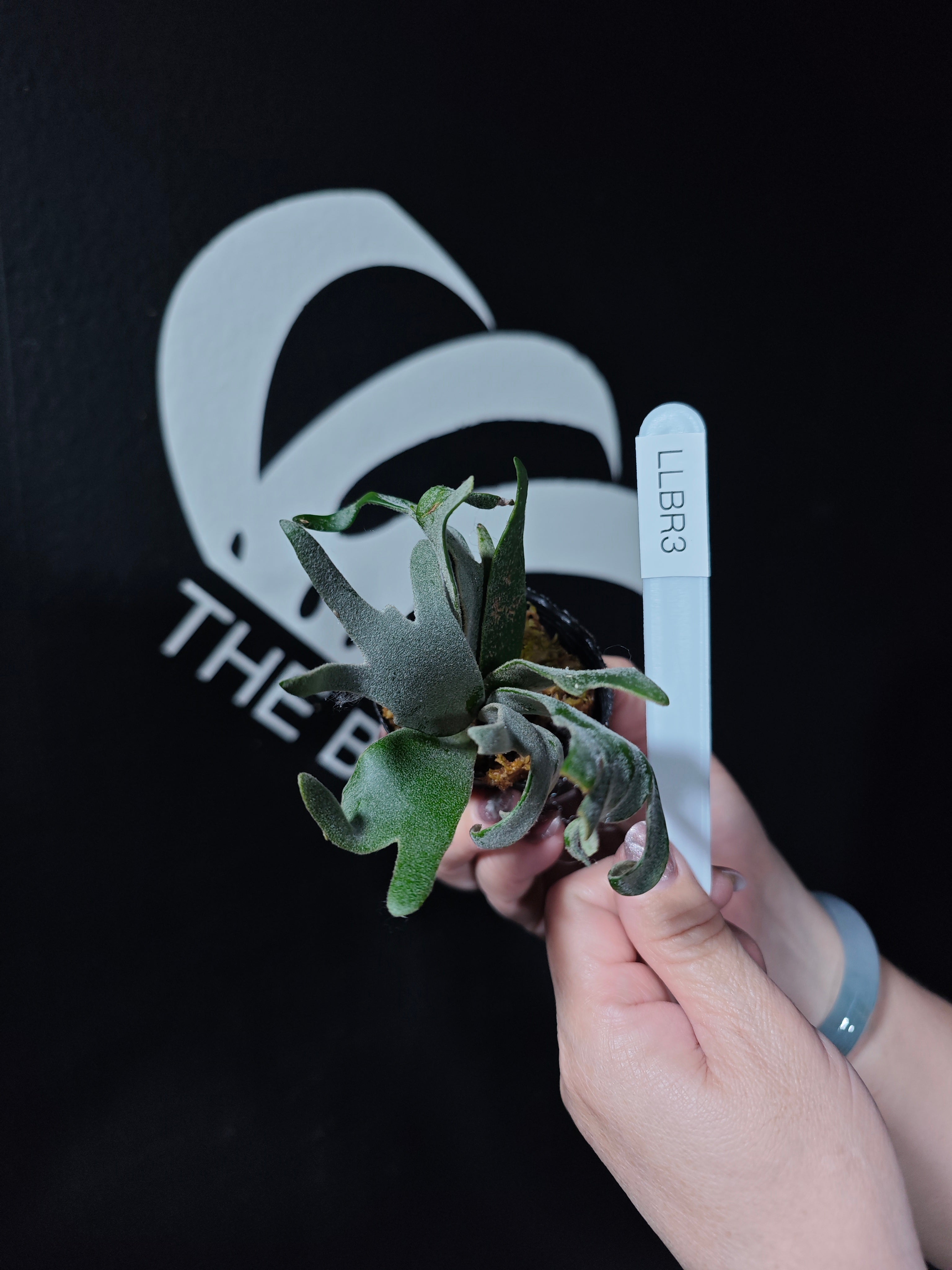 Platycerium Willinckii Dwarf “Bacteria” Sporeling - thebasements.com