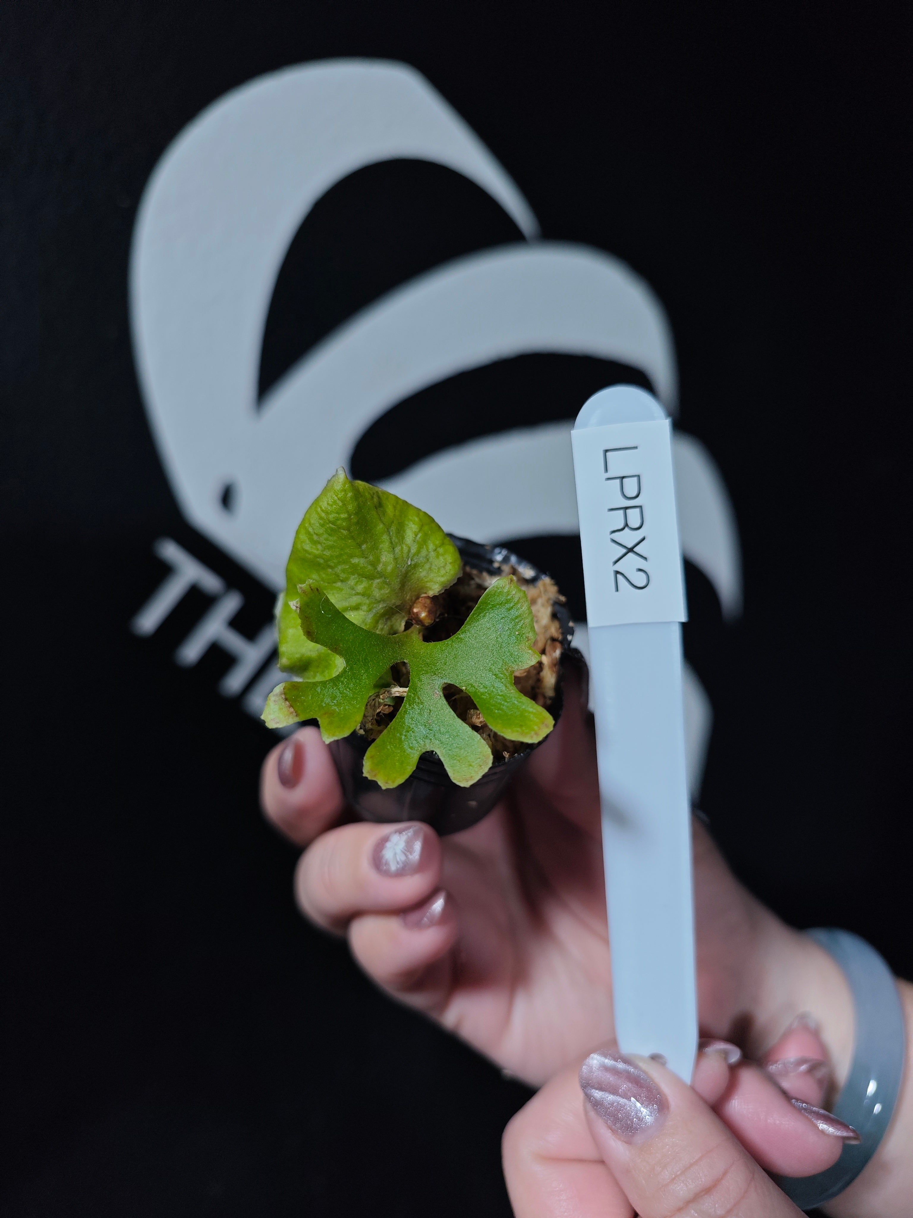 Platycerium Ridleyi Dwarf - thebasements.com