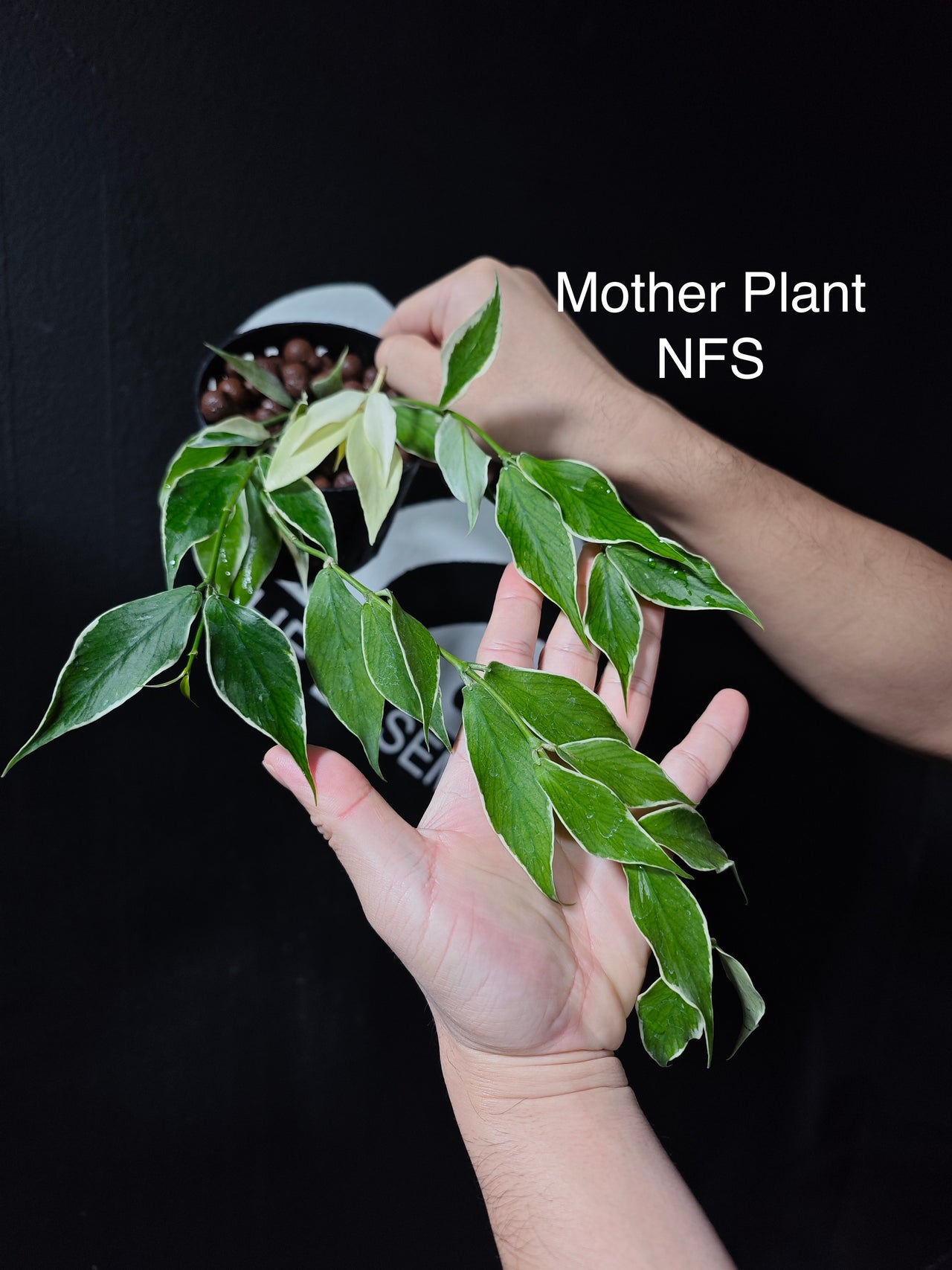 Hoya Polyneura Albo (Outter Variegated)