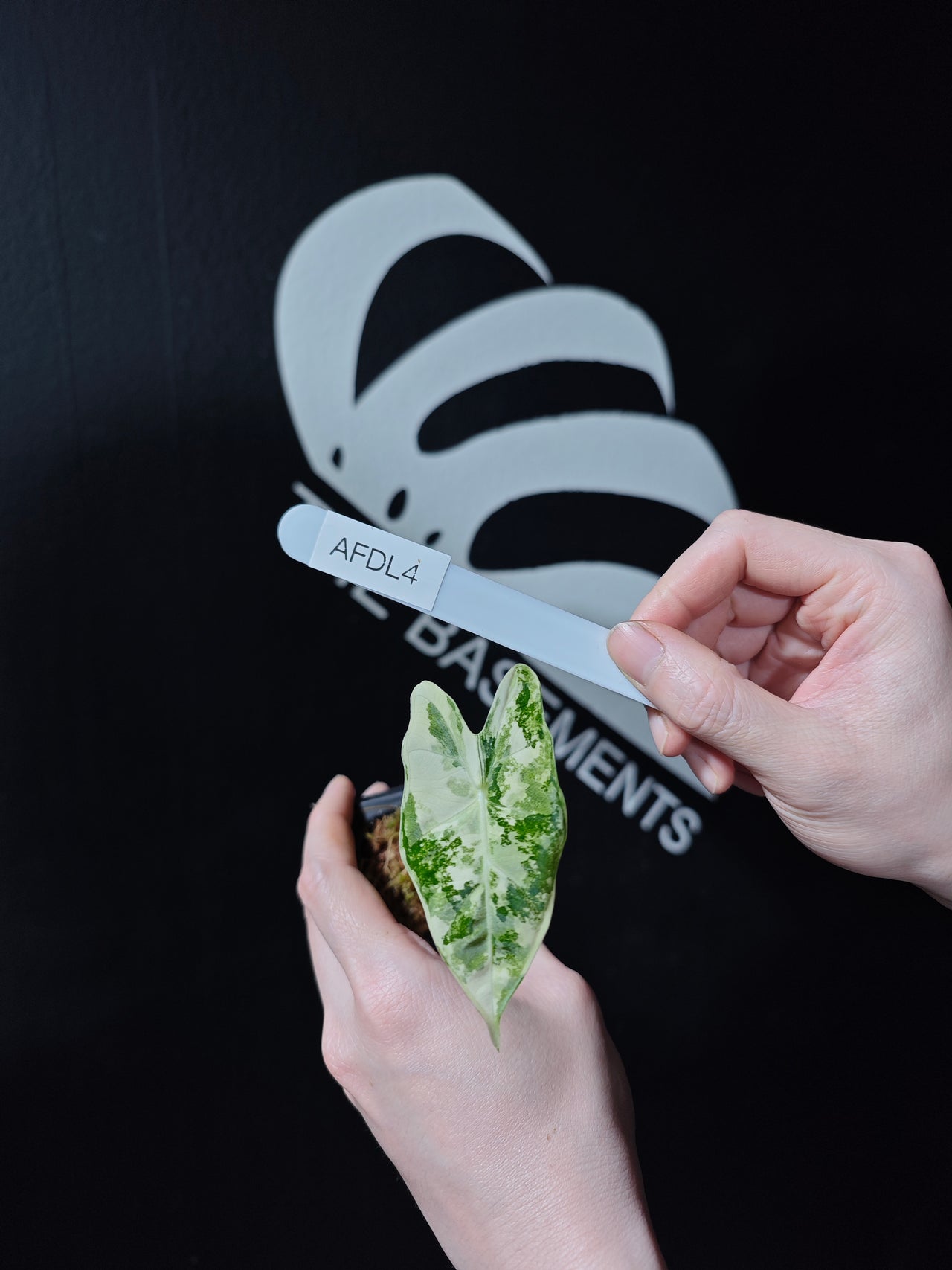 Alocasia Frydek Variegated TC - thebasements.us